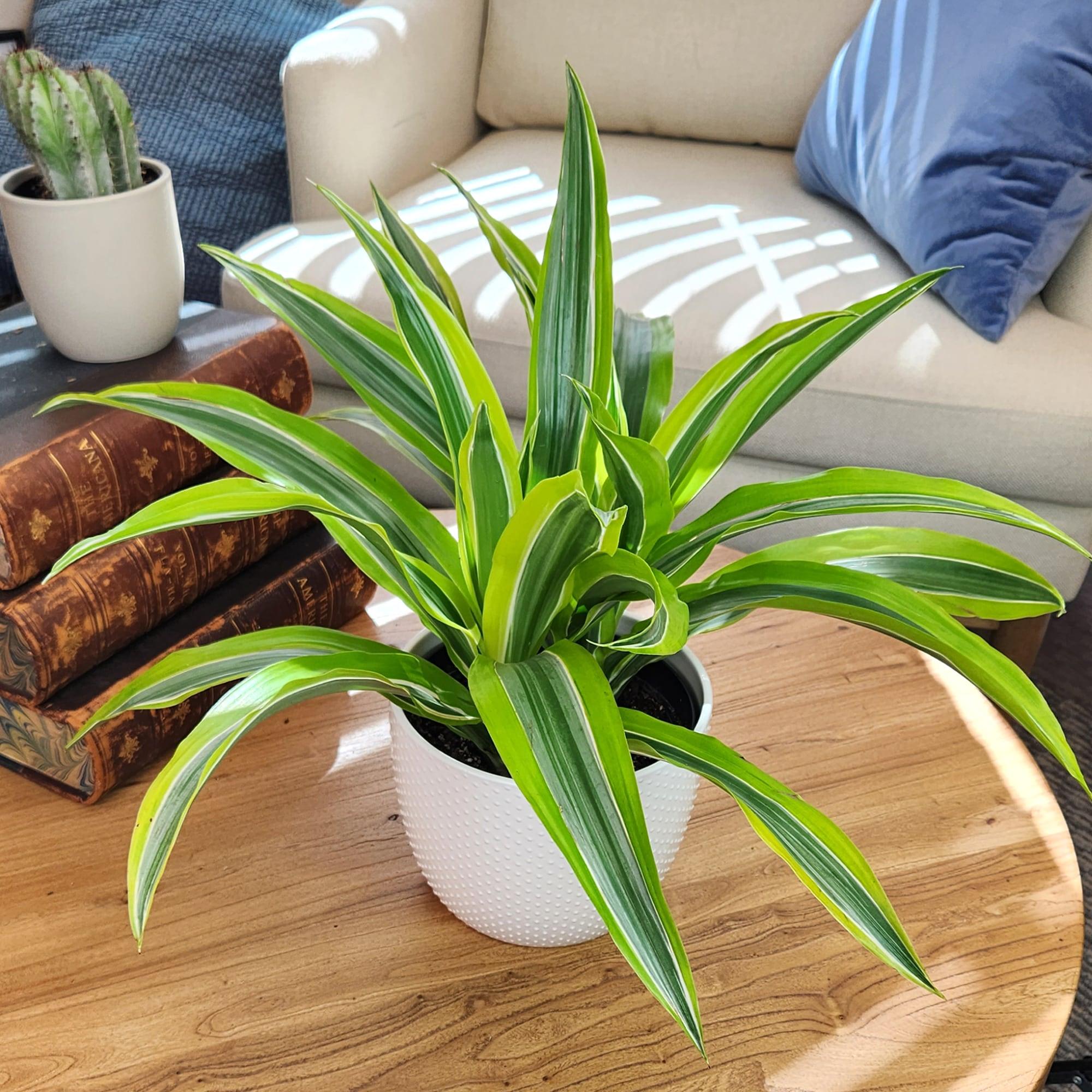 Lemon Lime Corn Plant in 6" White Décor Pot | Easy Care, Filtered Sun | Element by Altman Plants