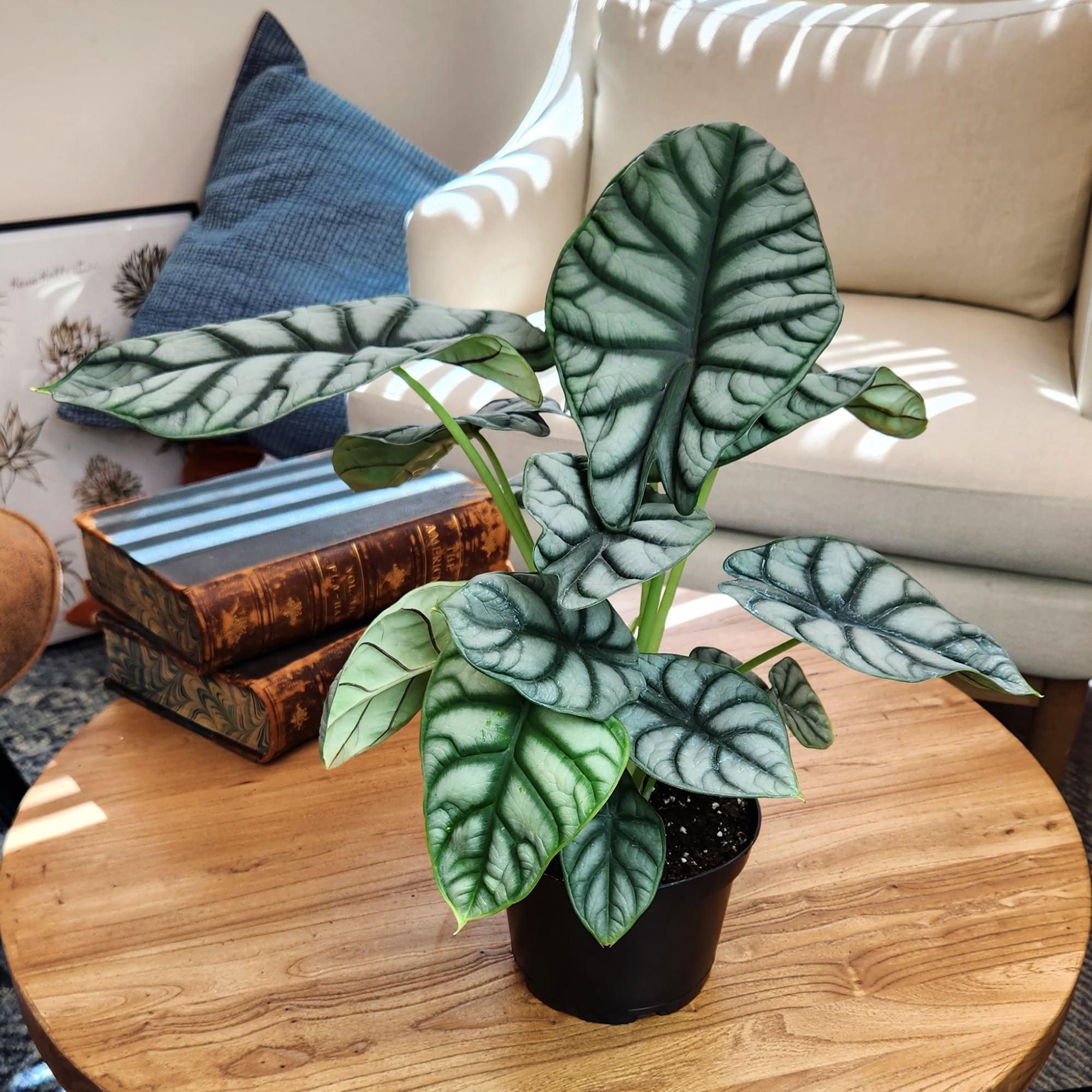 Silver Dragon Alocasia, Unique Houseplant | 6in. Grow Pot; Filtered Light | Element by Altman Plants