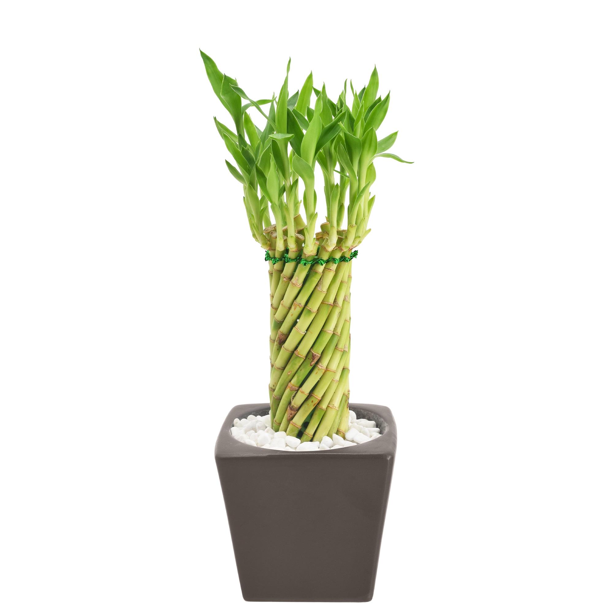 Arcadia Garden Products Carolina Live Bamboo Plant in Ceramic Planter