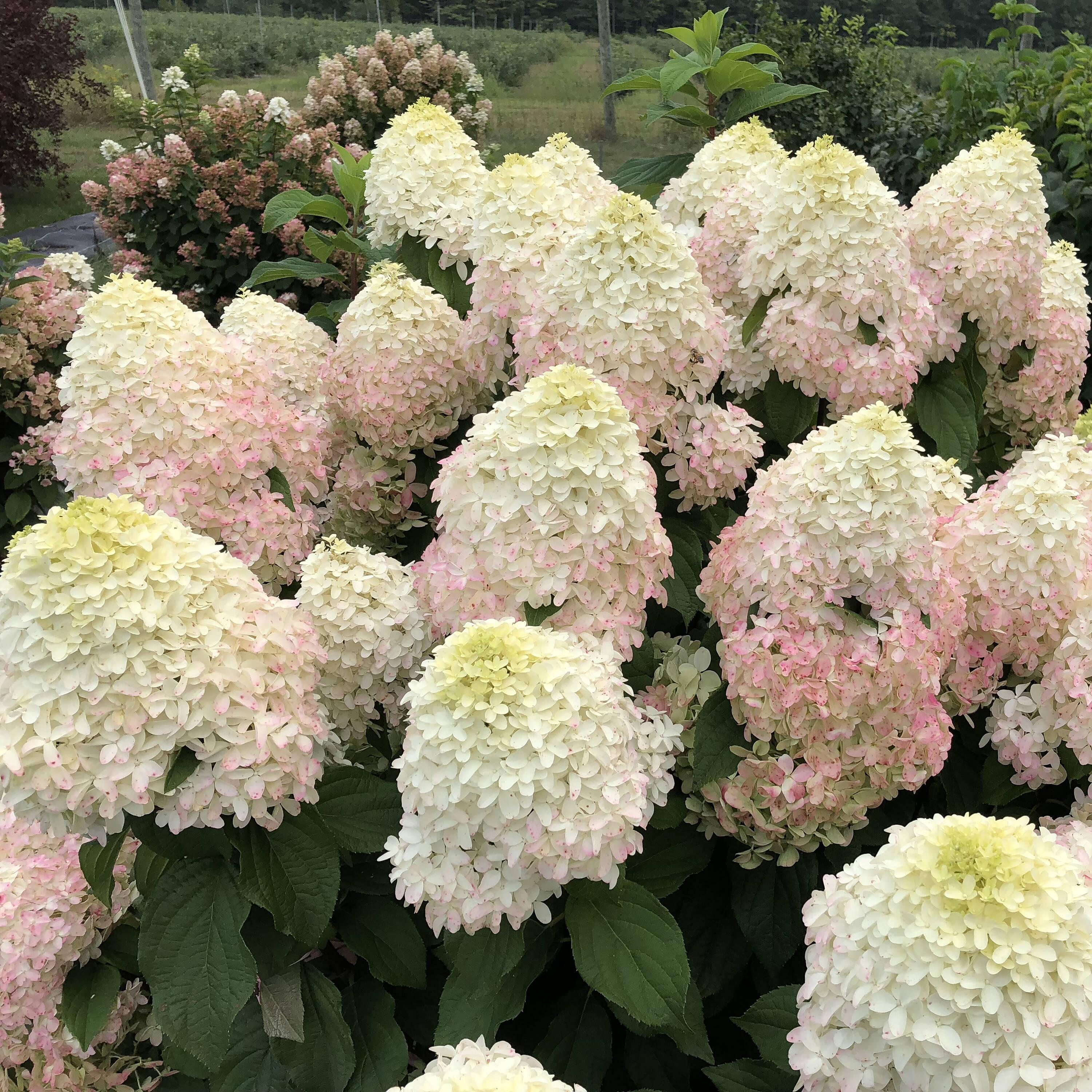 1 Gallon Multicolor Hydrangea with Large Blooms