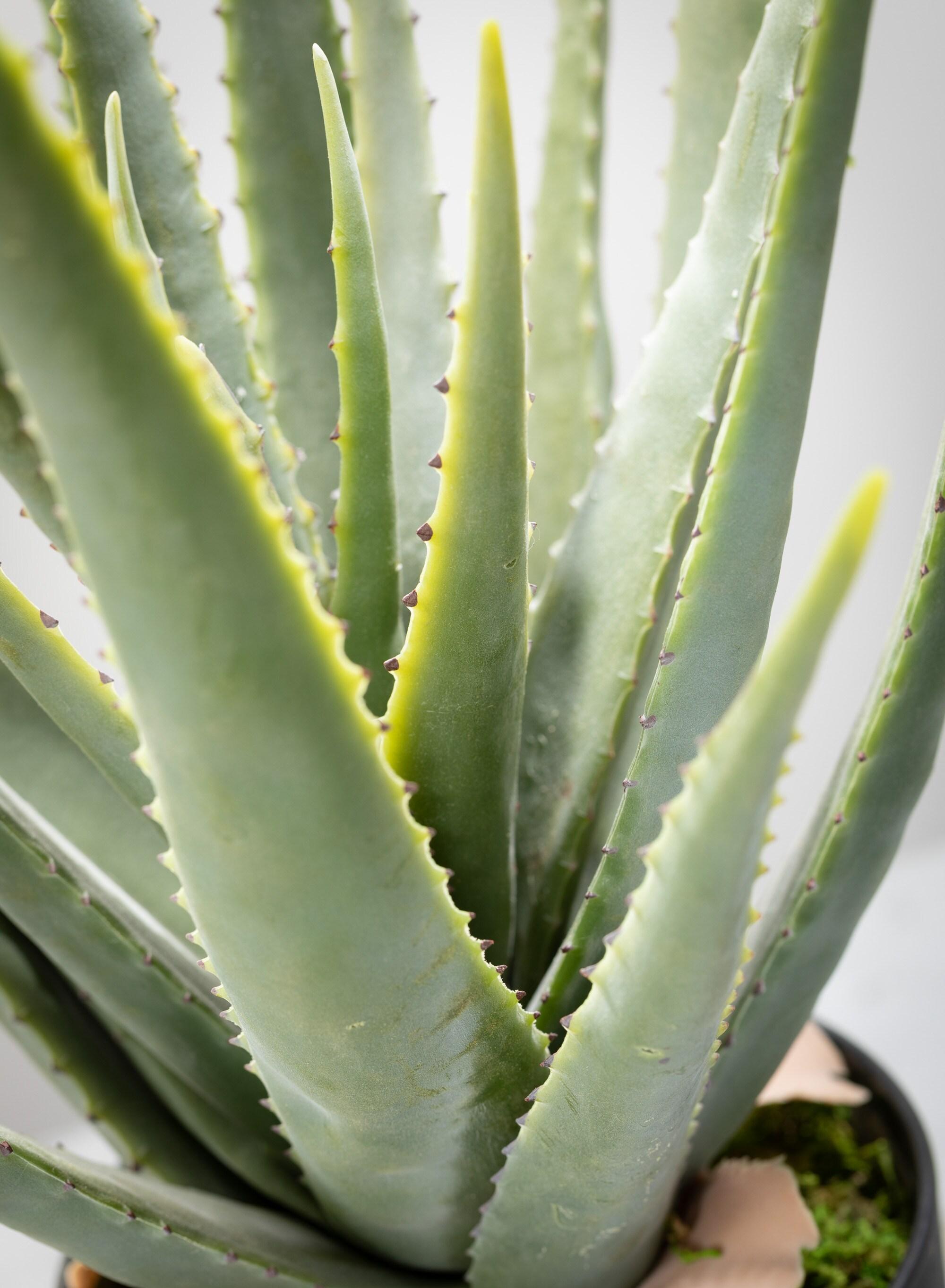 Sullivans Artificial 24" Potted Aloe Plant