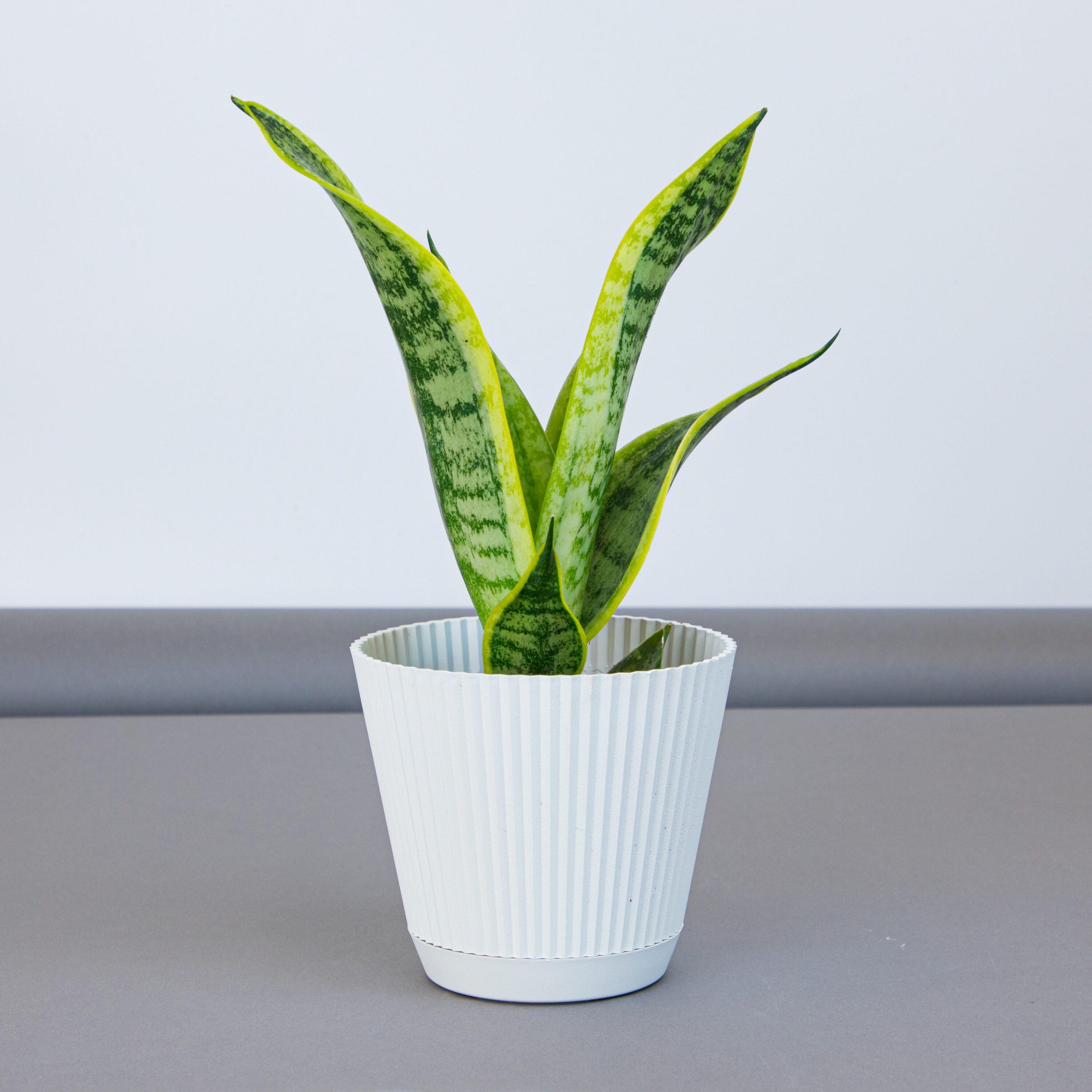 Altman Plants Easy Live Snake Plant, Sansevieria Superba; 4.25 in Grower Pot; Partial Sun