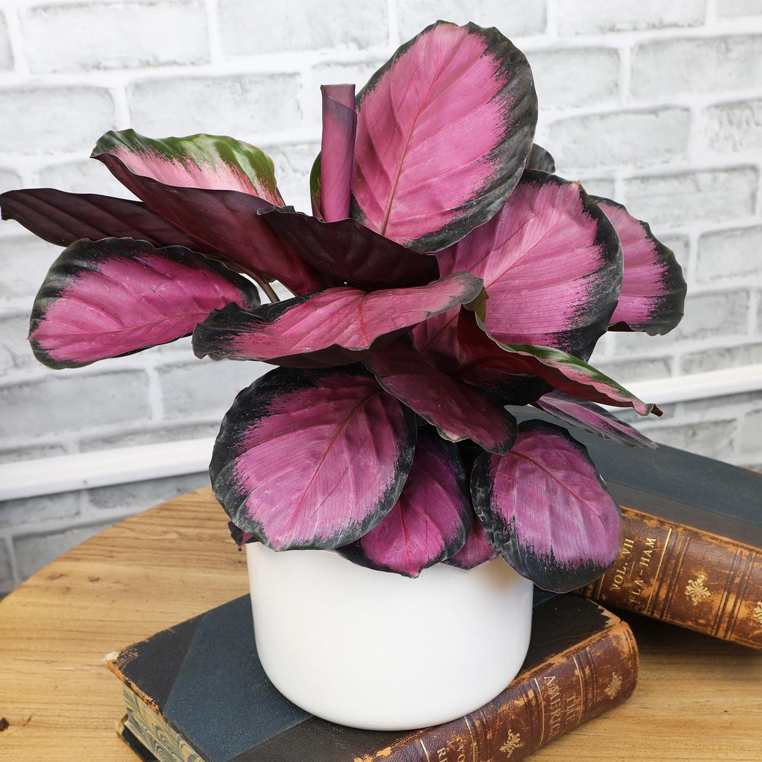 Purple Rose, Calathea Roseopicta | 6in Pot | Live Houseplant, Partial Sun | Element by Altman Plants