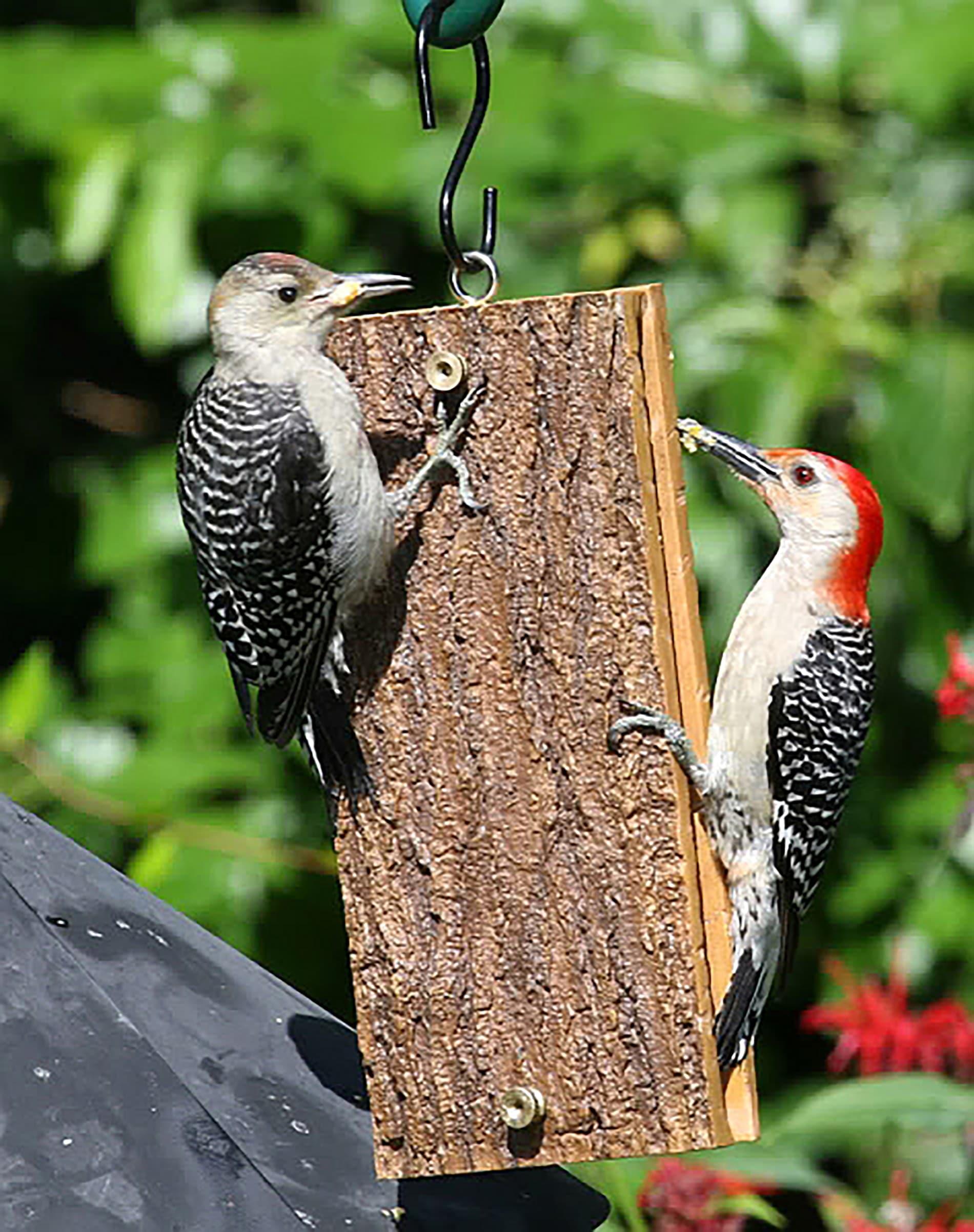 Birds Choice Spreadable Suet Feeder for Woodpeckers