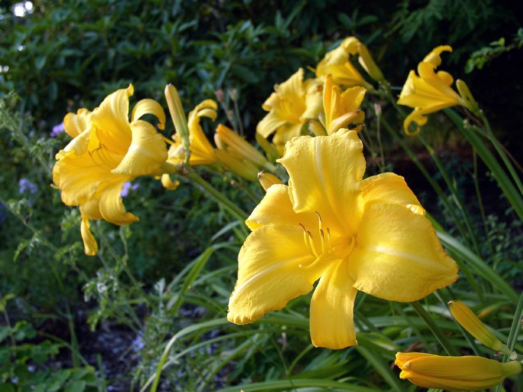 Altman Plants 1QT Assorted Daylily Live Plants (4 Pack) with Grower Pots