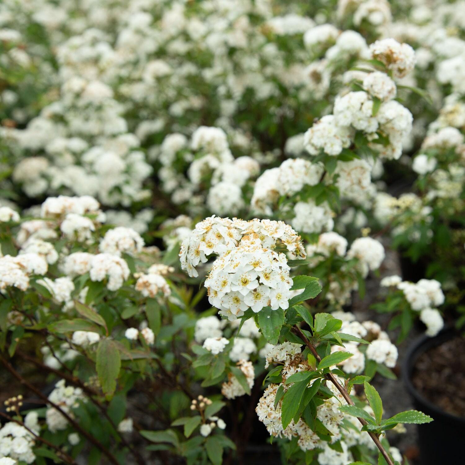 Reeves Bridal Wreath Spirea (2.5 Quart) White Blooming Deciduous Shrub - Full Sun Live Outdoor Plant