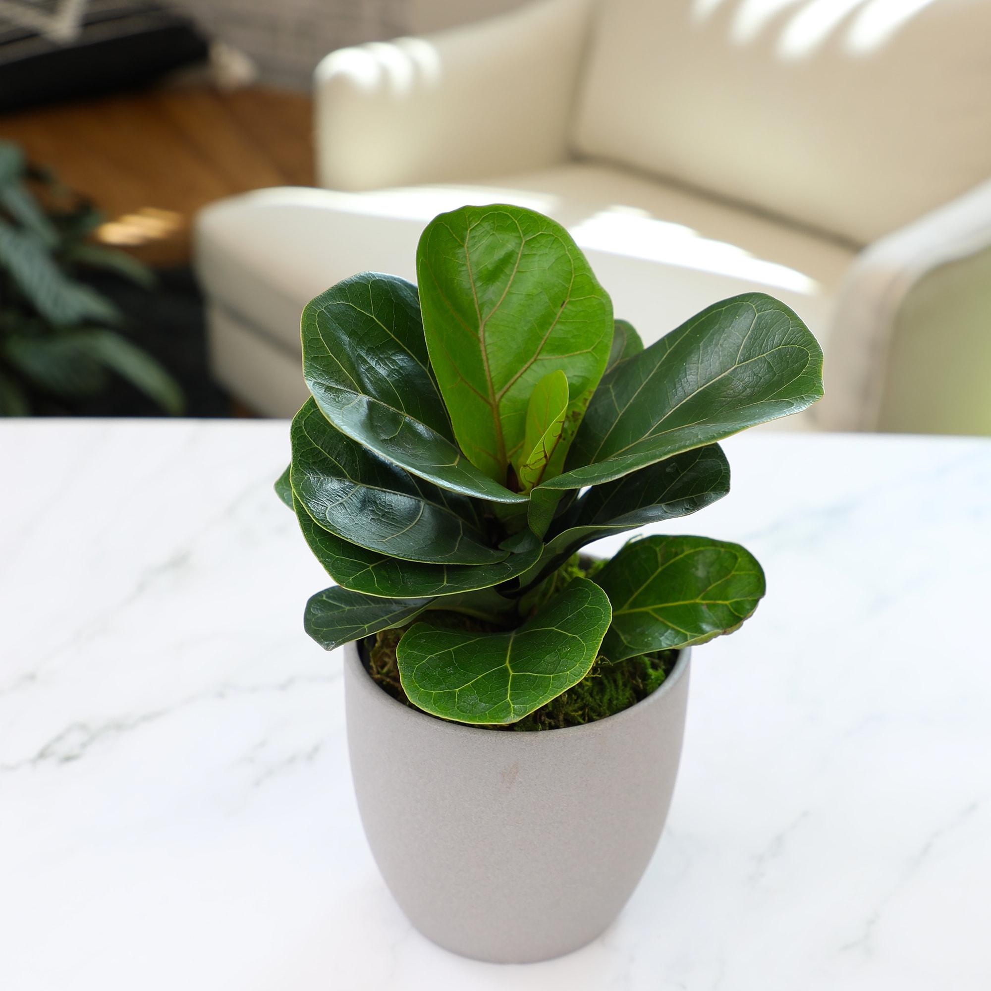 Medium Fiddle Leaf Fig in Brown Ceramic Planter