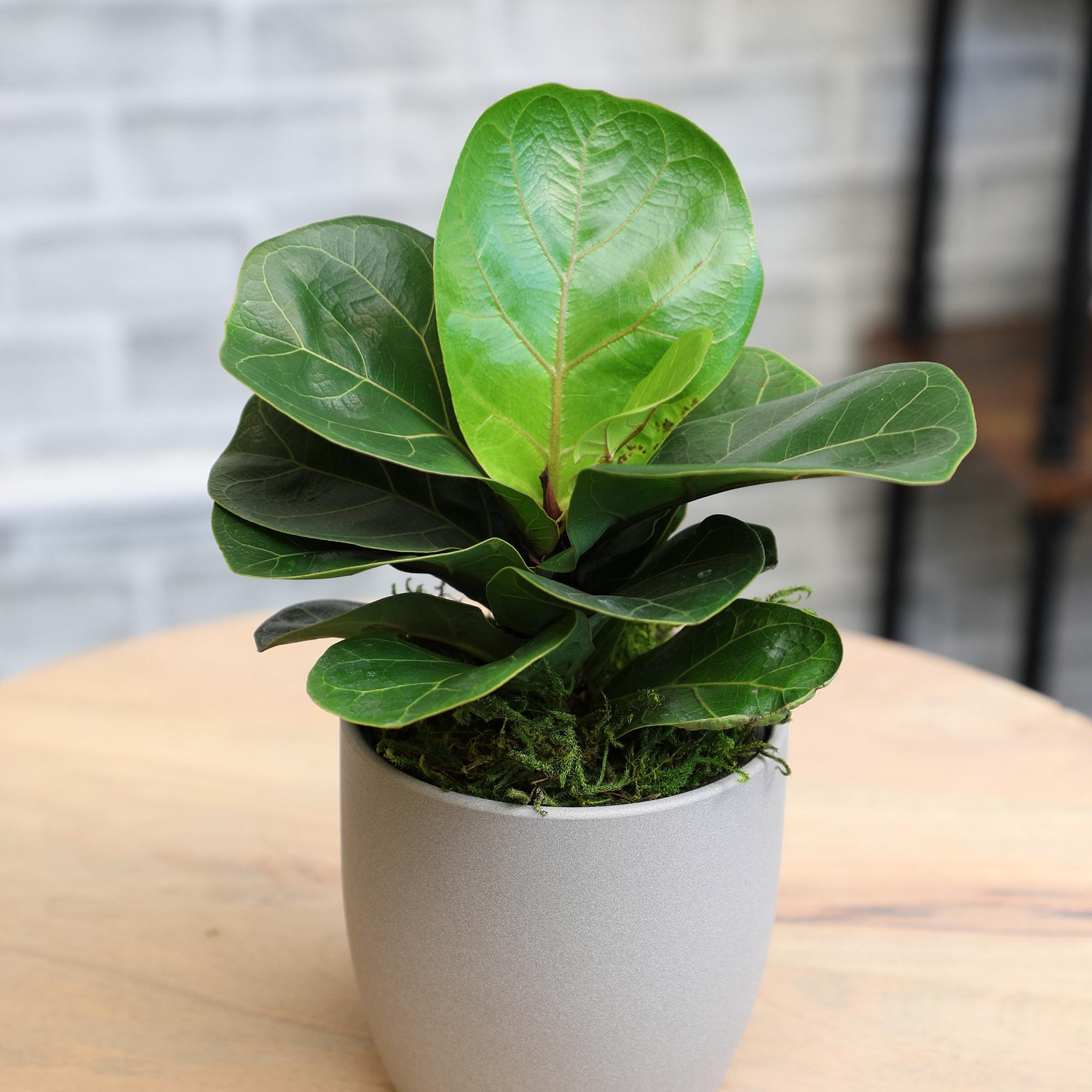 Medium Fiddle Leaf Fig in Brown Ceramic Planter