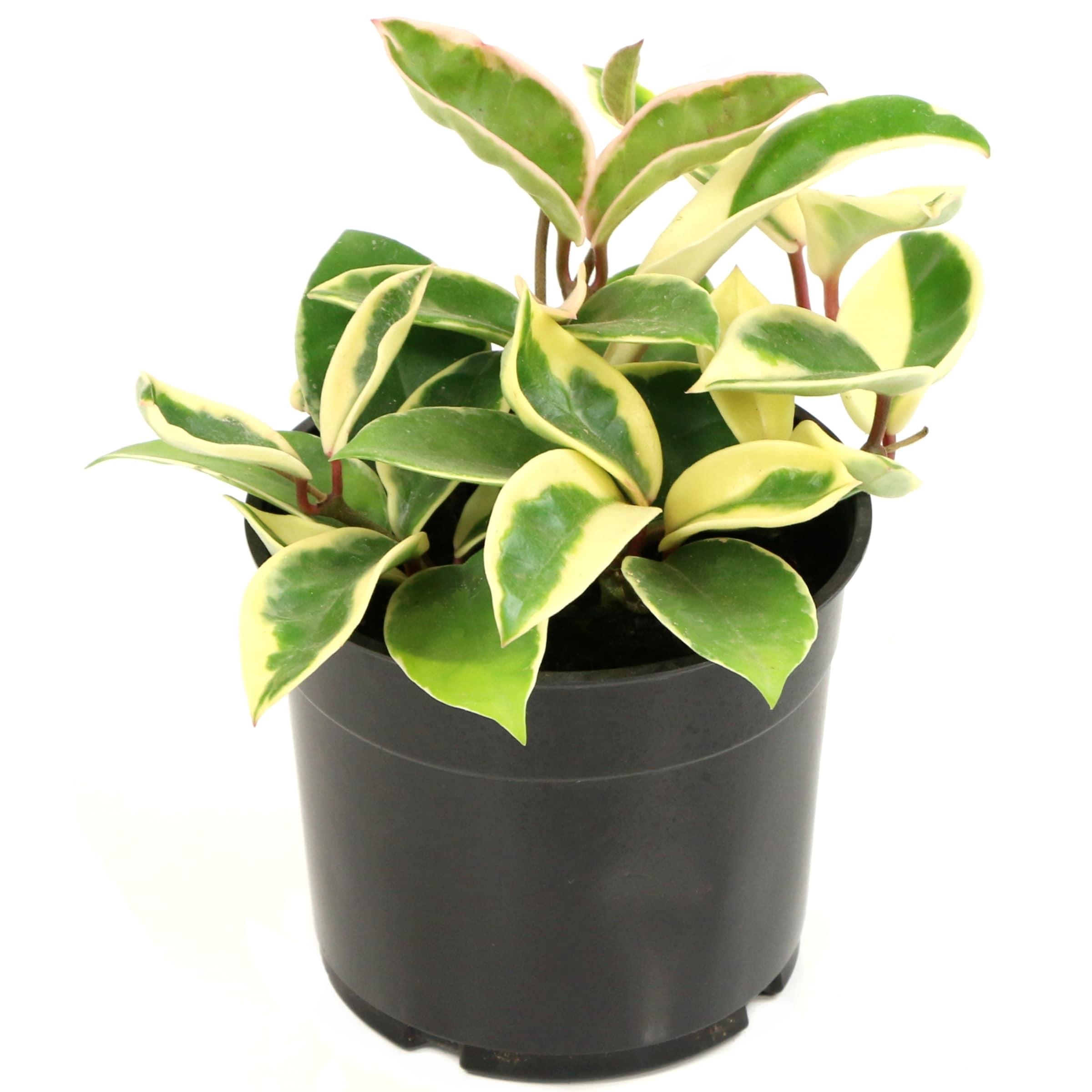 5.5 in. Hoya Carnosa Krimson Queen Plant in Grower Container (1-Piece)