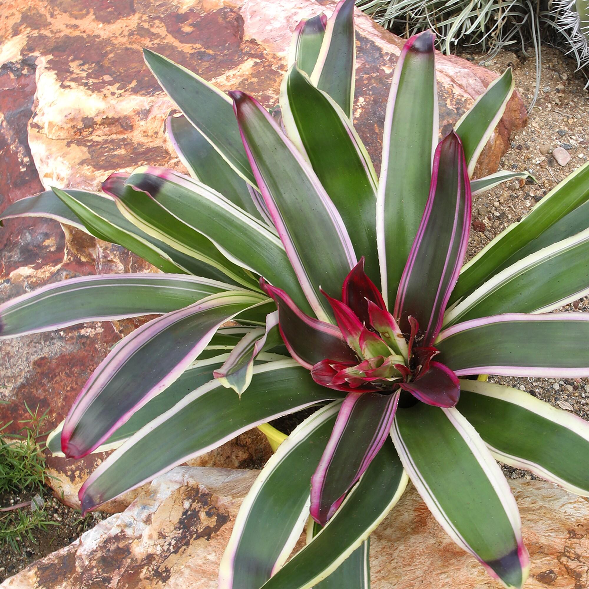 Altman Plants Neoregelia Rafael | Bromeliad Houseplant & Perennial | 4qt. Grow Pot; Indirect Light
