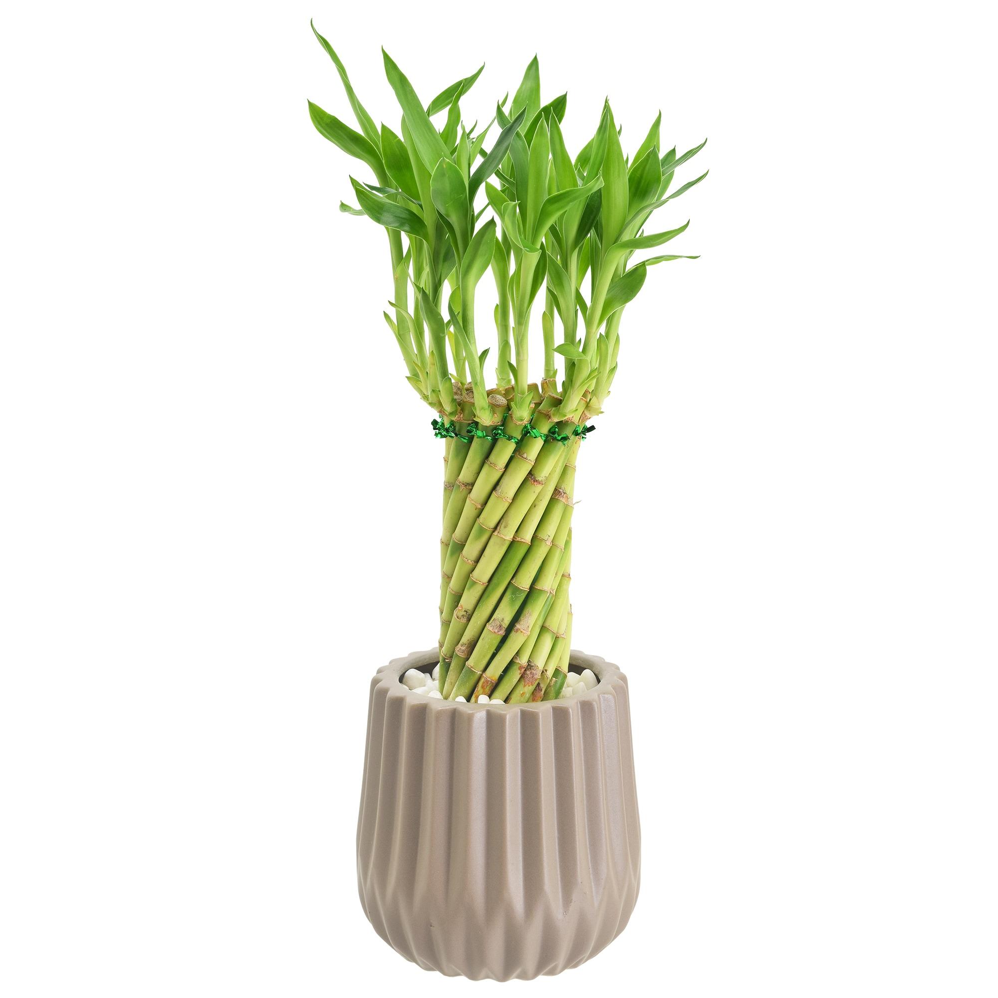 Arcadia Garden Products Live Bamboo Plant in Ceramic Planter