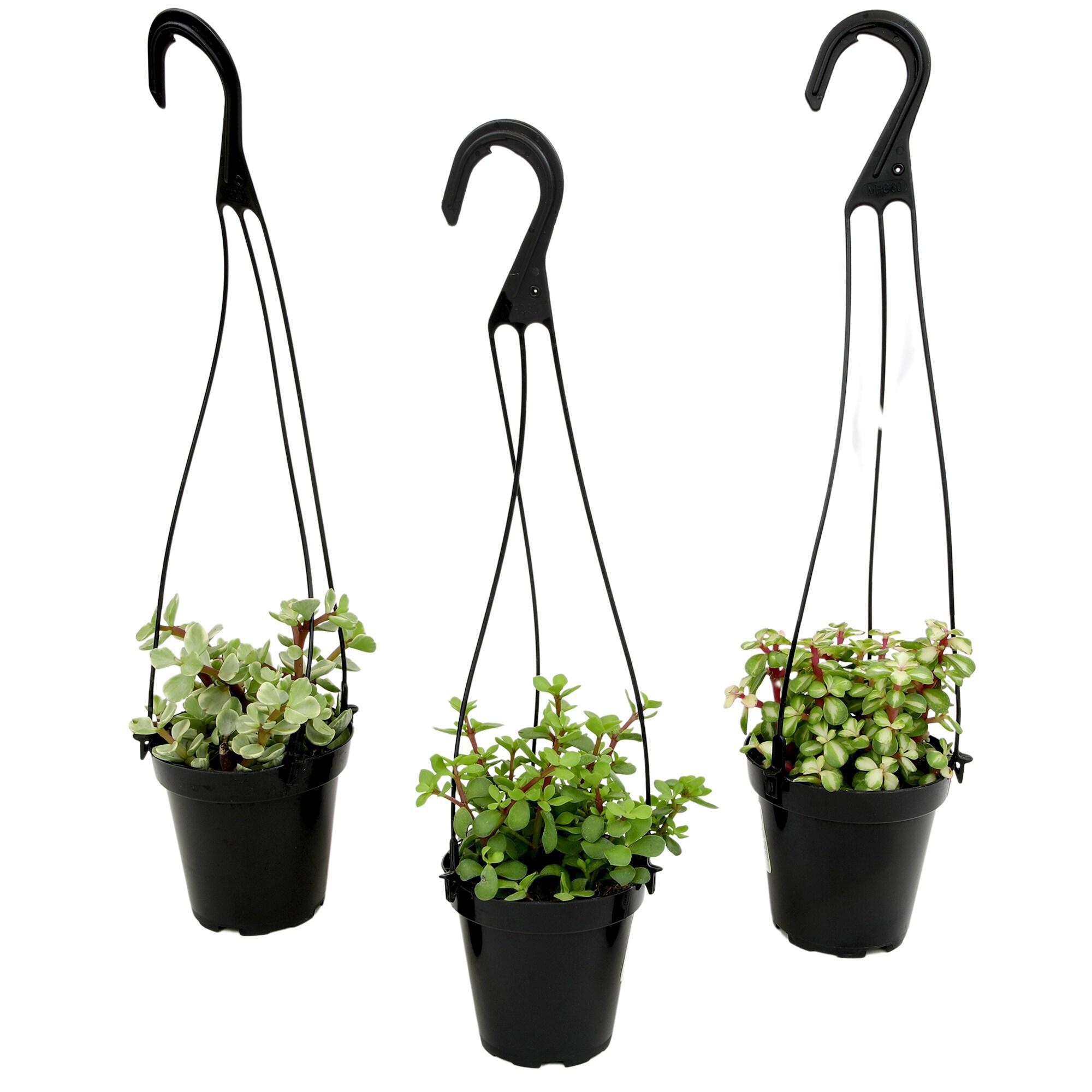 Altman Plants Hanging Succulents Baskets (3-pack) Fun Easy Plants in 3.5 in. Hanging Pots