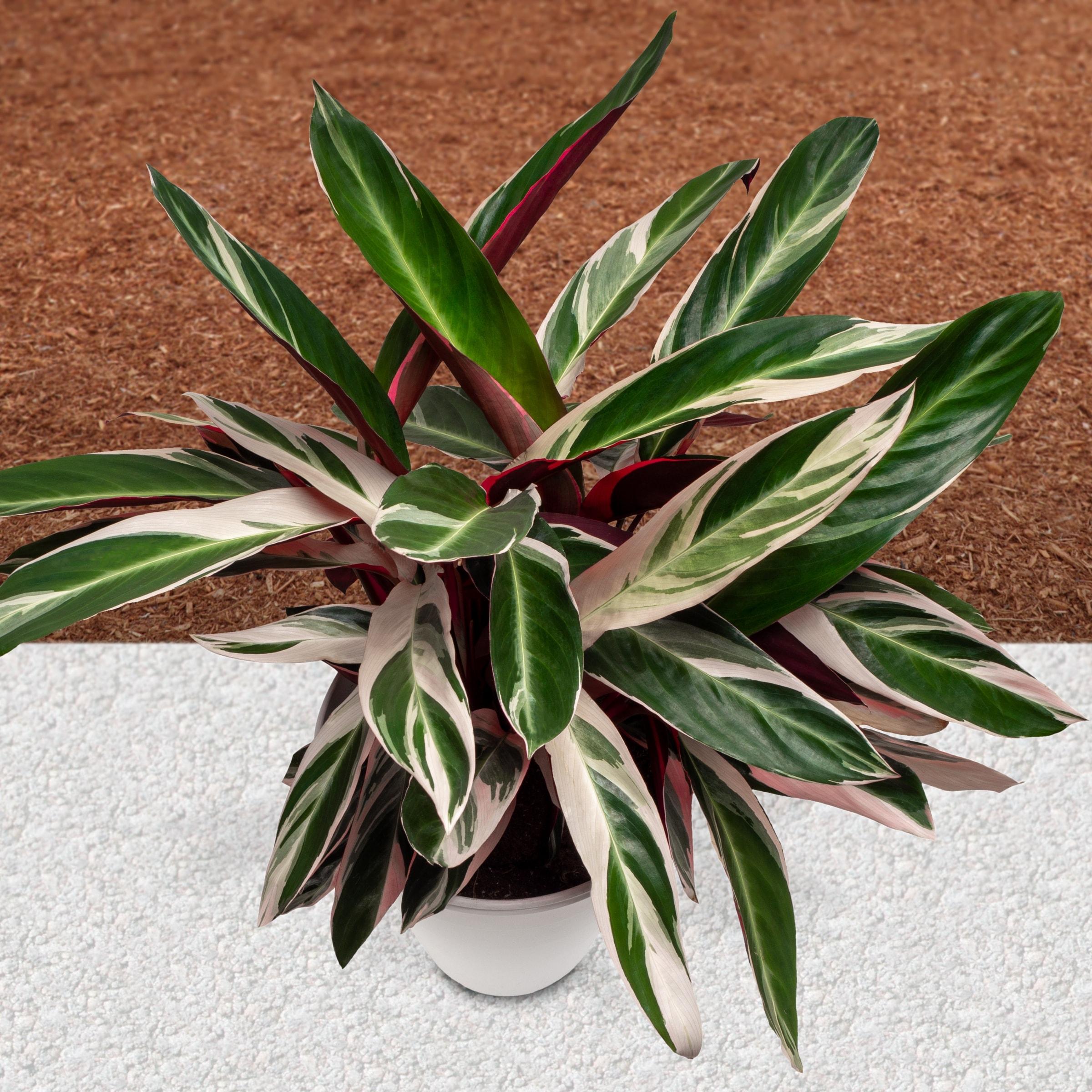 Stromanthe Triostar Indoor Air-Purifying Plant in Black Plastic Container