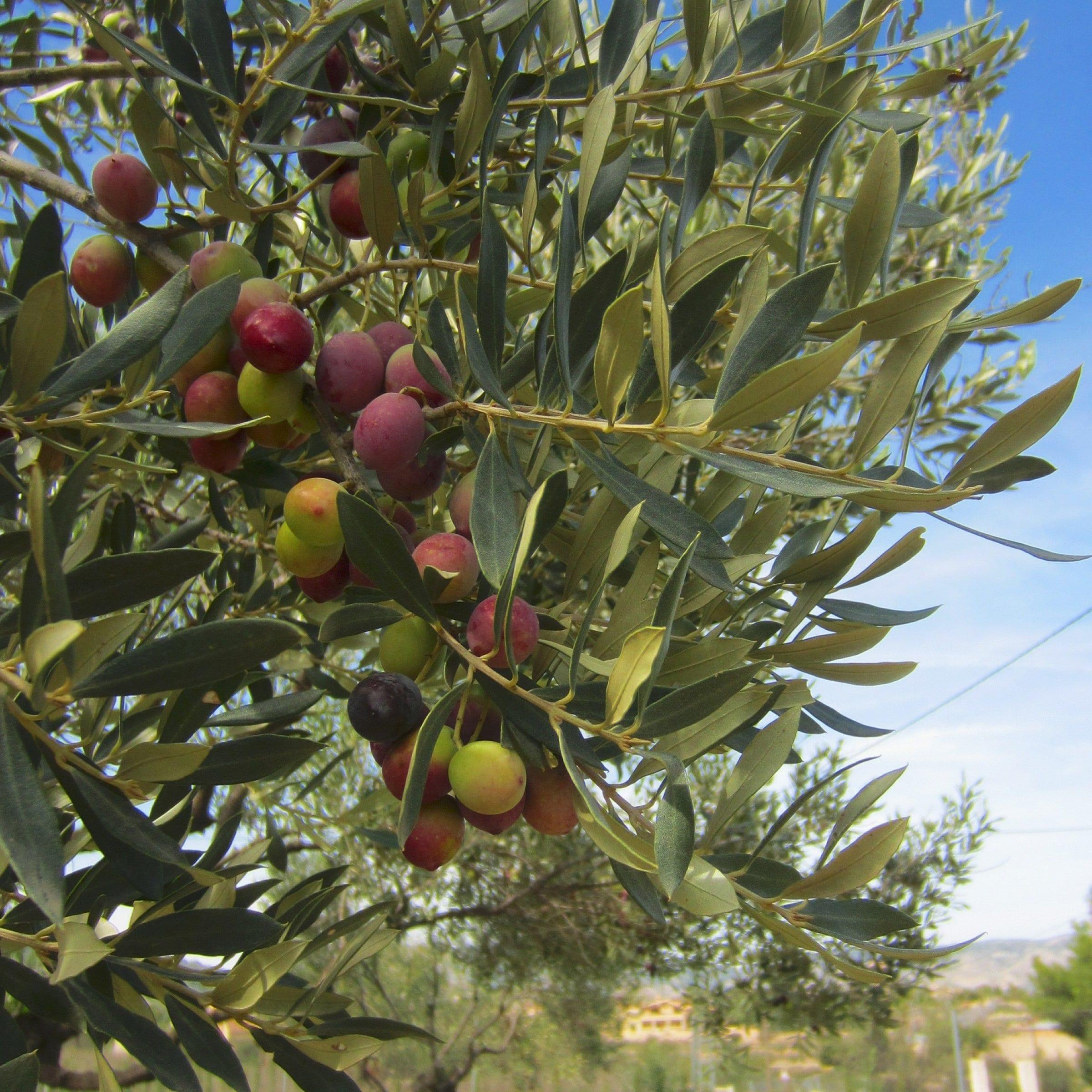 1G Live Olive Tree in Grower Container with Full sunlight - 1 Piece