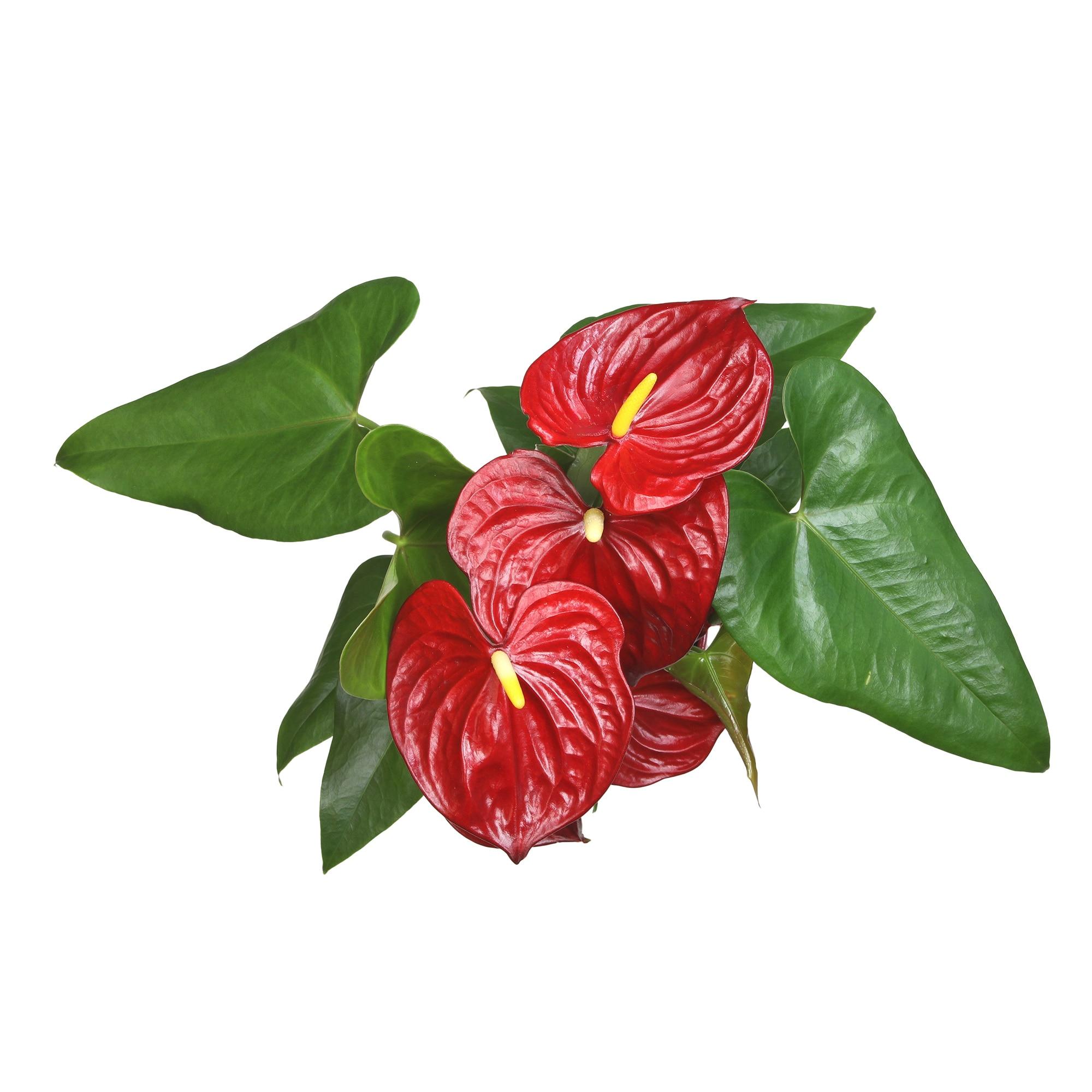 Planta de Interior con Flor de Flamenco Anthurium Roja / Maceta Decorativa de 6 Pulgadas; Luz / Elemento Indirecta de Altman Plants