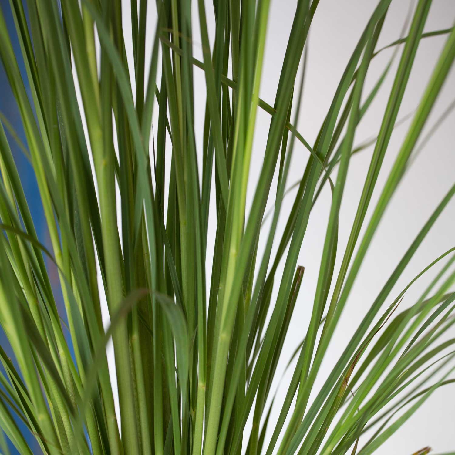 Plants by Mail 2.5 Quart Pampas Grass Live Plant