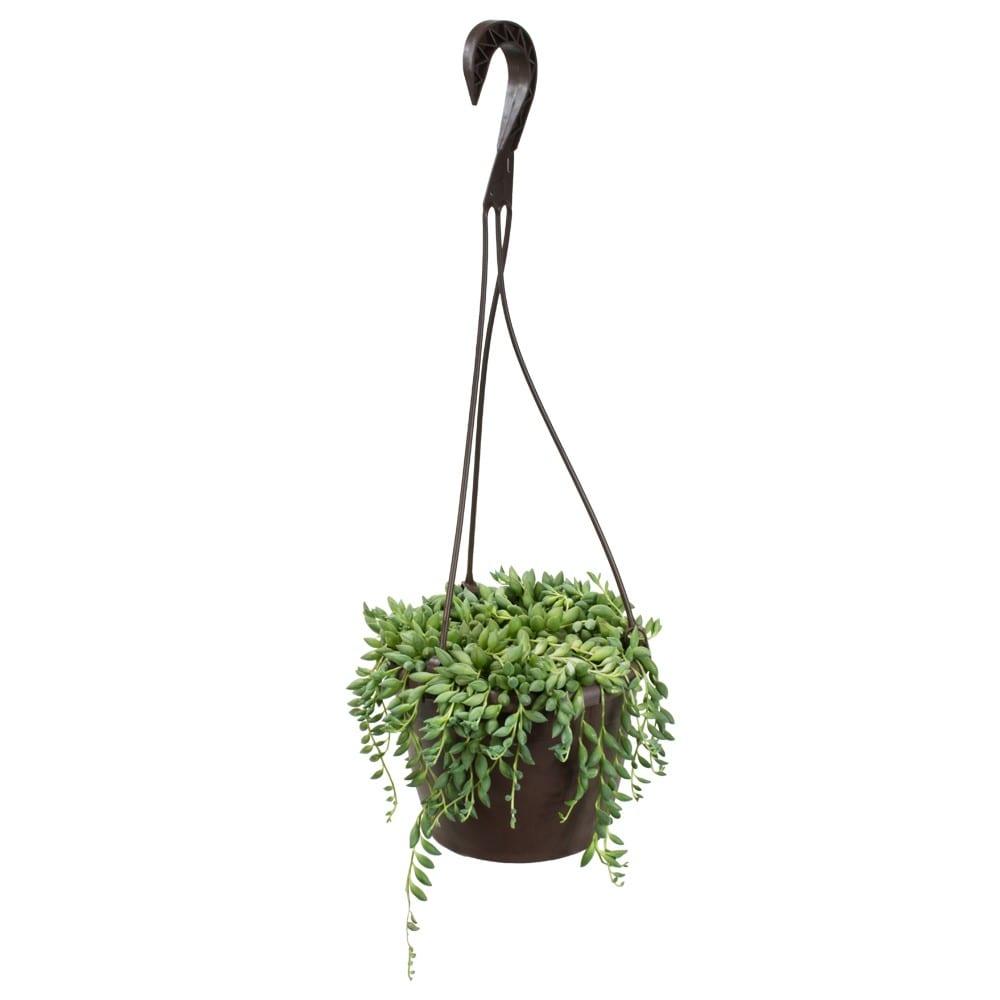 Altman Plants String of Raindrops Succulent (Senecio) 6" Easy Live Plant Hanging Basket