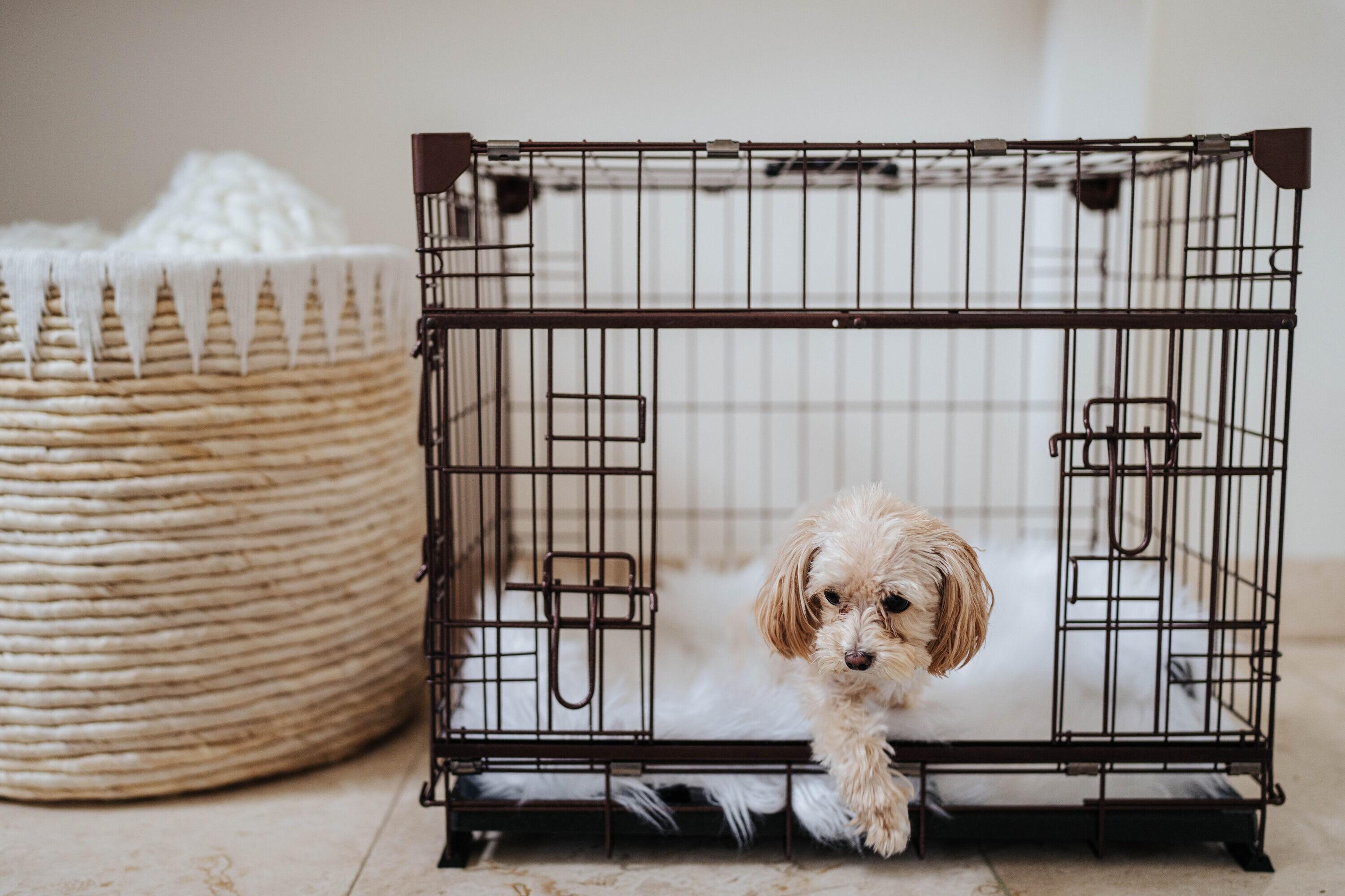 Lucky Dog Lucky Dog Dwell Series Crate - Bronze Finish