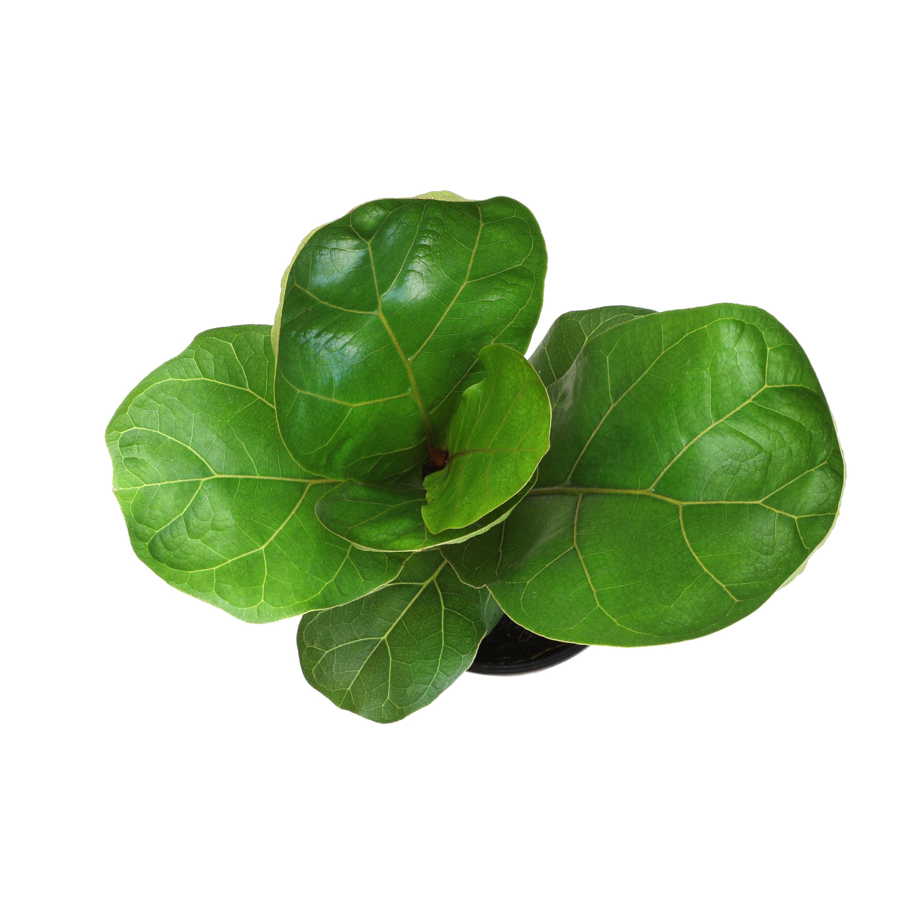 Tall Black Plastic Planter with Fiddle Leaf Fig