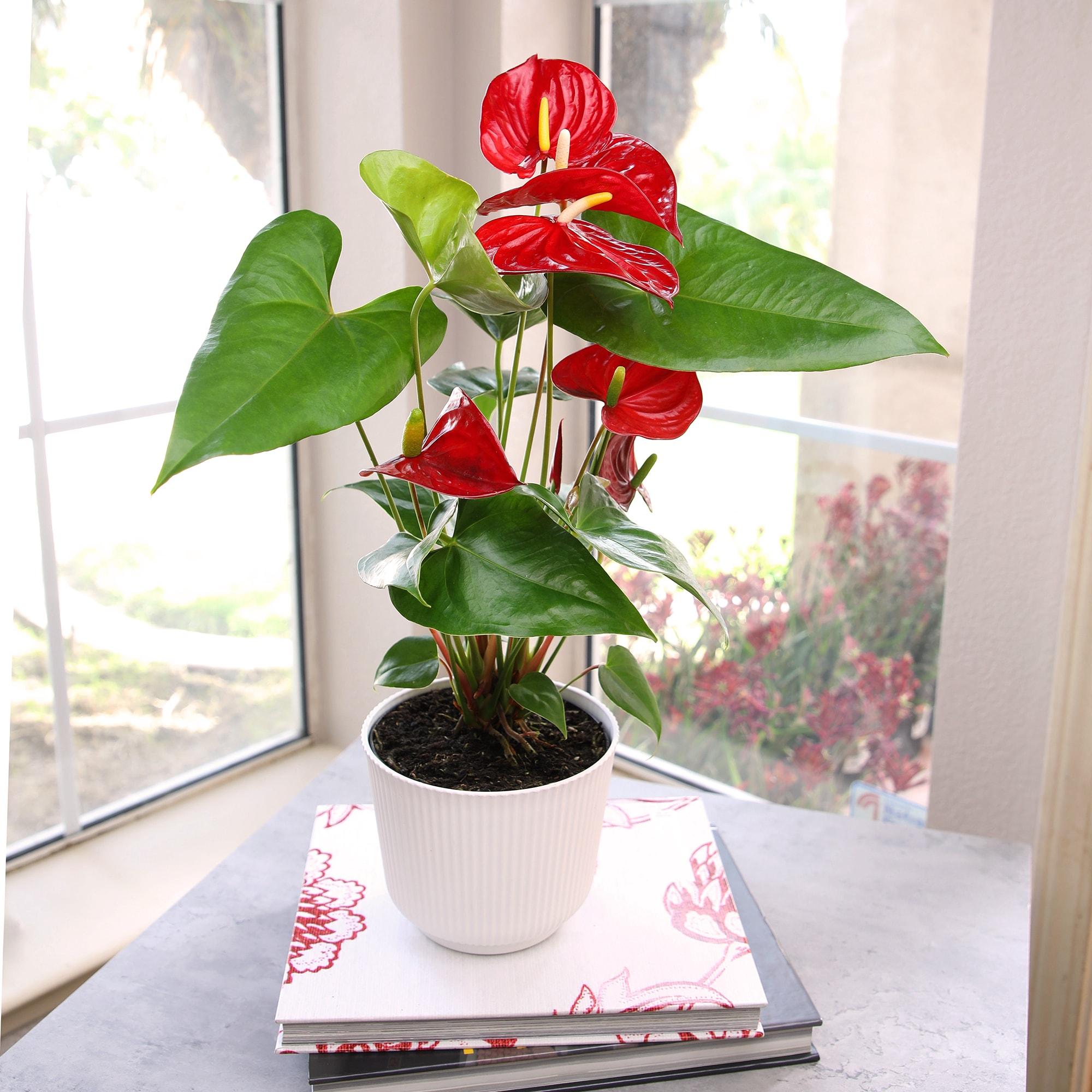 Planta de Interior con Flor de Flamenco Anthurium Roja / Maceta Decorativa de 6 Pulgadas; Luz / Elemento Indirecta de Altman Plants