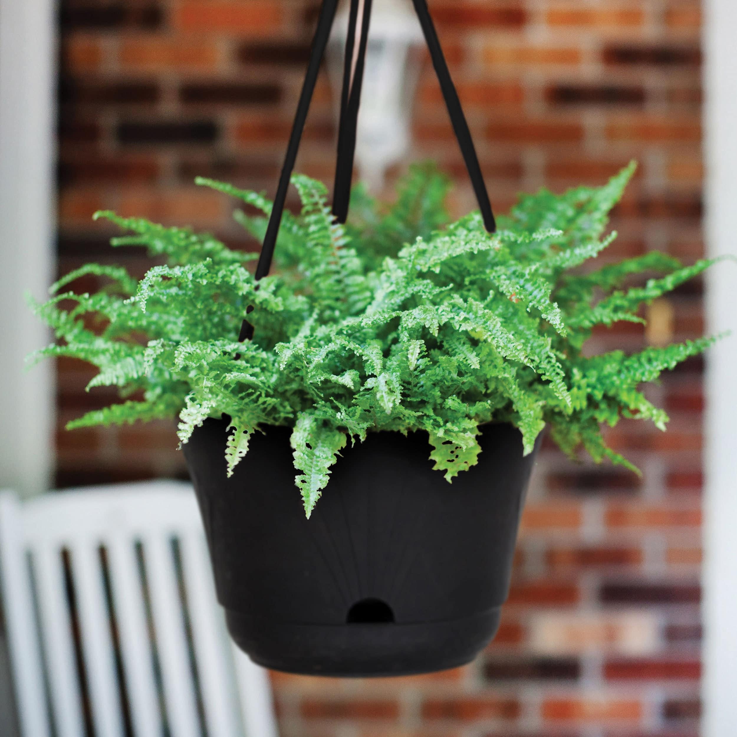 Bloem Lucca Self Watering Hanging Basket: 13" - Black - Durable and Long Lasting Plastic Pot, Macrame Hanger with Ring, For Indoor and Outdoor Use, Gardening, 2 Gallon Capacity