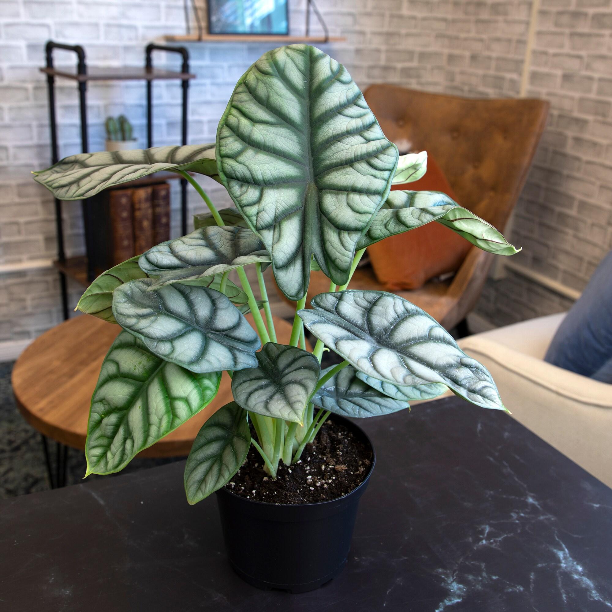 Silver Dragon Alocasia, Unique Houseplant | 6in. Grow Pot; Filtered Light | Element by Altman Plants