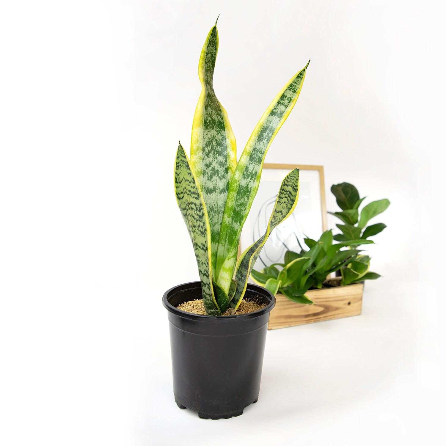 Striped and Variegated Live Snake Plant (Sansevieria Laurentii) Air Purifying Houseplant in 4.25 in. Grower Pot
