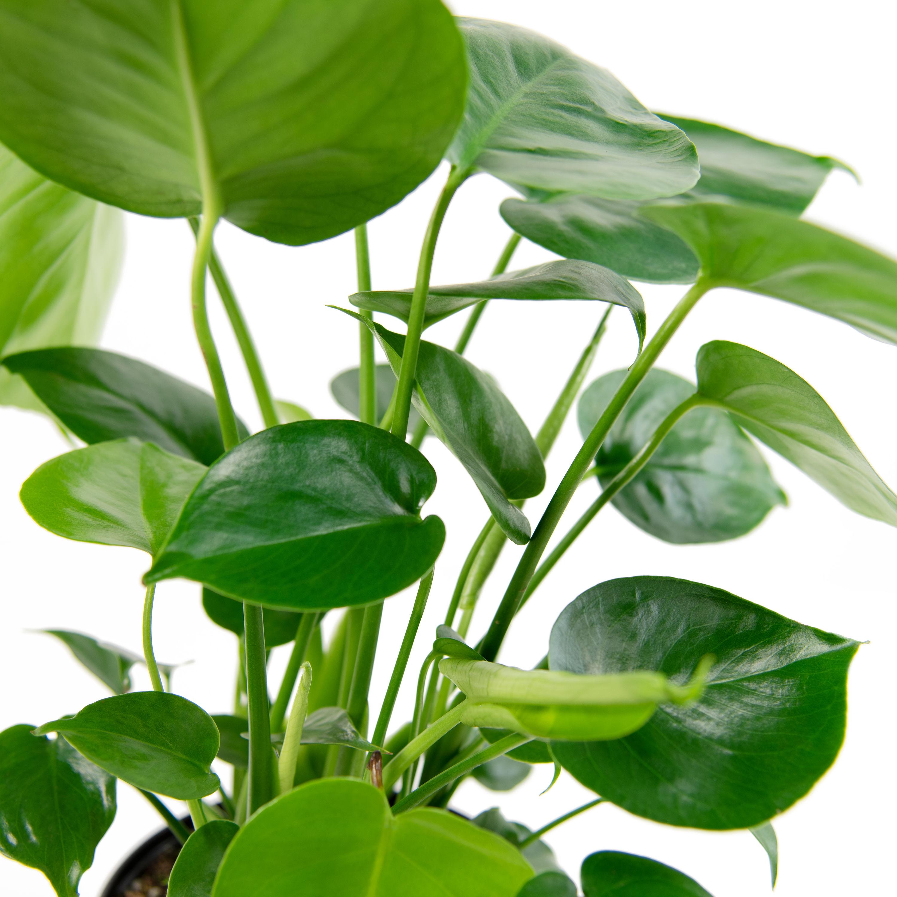 10" Monstera Swiss Cheese Plant - National Plant Network