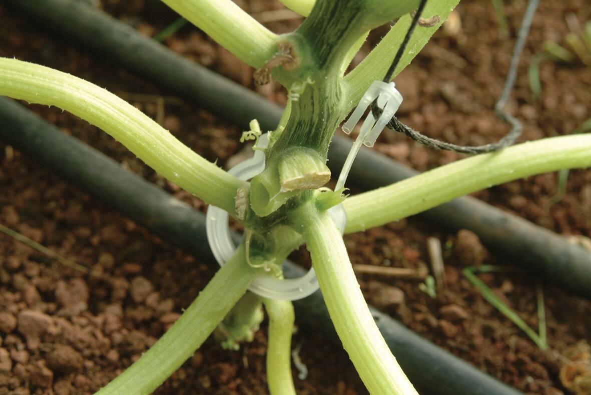 Canopia Palram - Canopia Greenhouse Trellising Kit