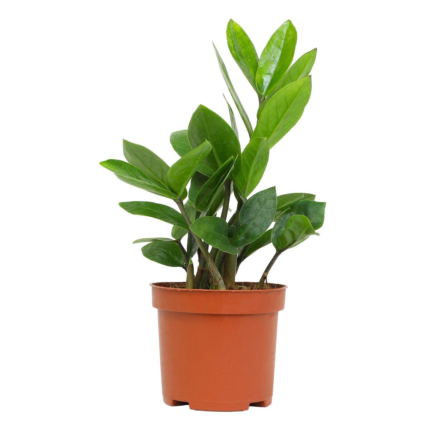 3.5in ZZ Plant in Plastic Nursery Pot