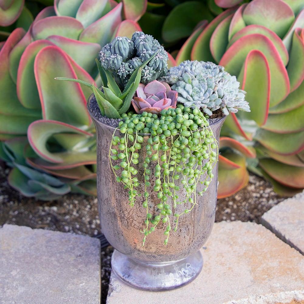 Element By Altman Plants String of Pearls Succulent (Senecio Rowleyanus) 6" Live Plant Hanging Basket