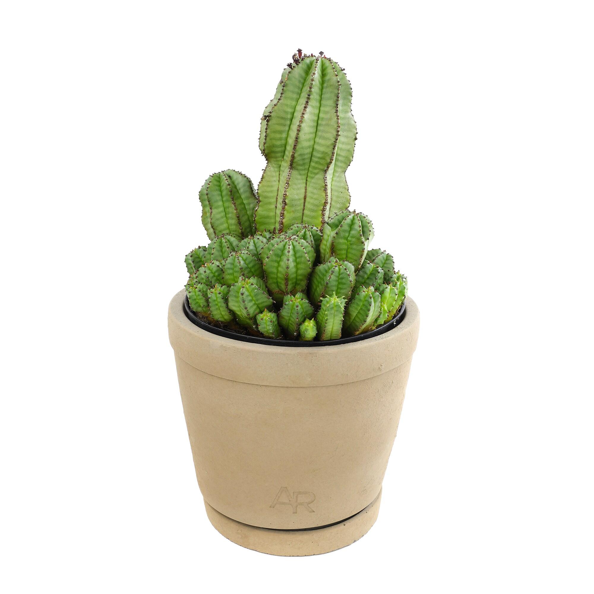 Altman Plants Tanzanian Zipper Plant, Euphorbia Cactus | 6in Décor Pot, Filtered Sun, Exotic Plant