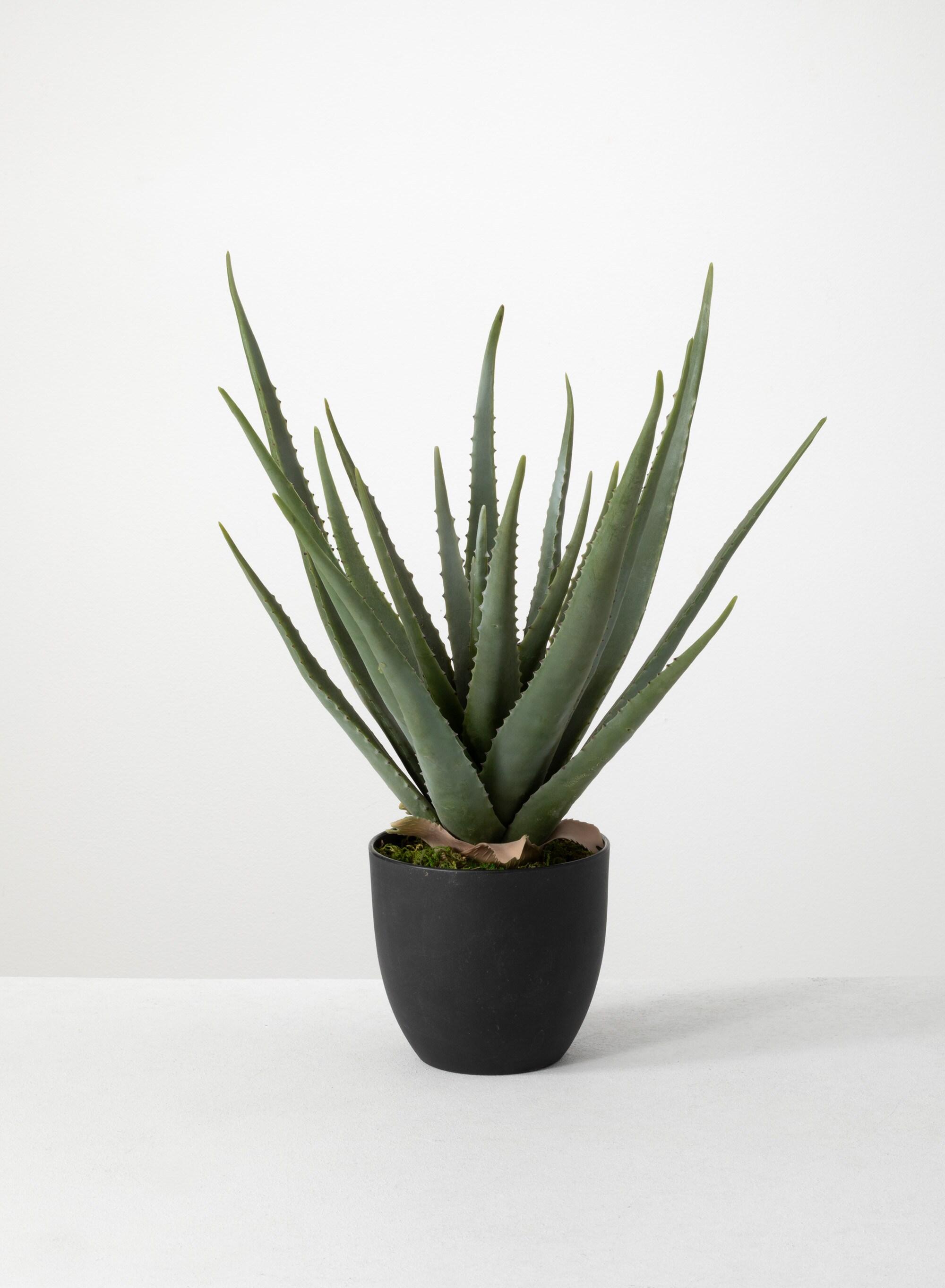 Sullivans Artificial 24" Potted Aloe Plant