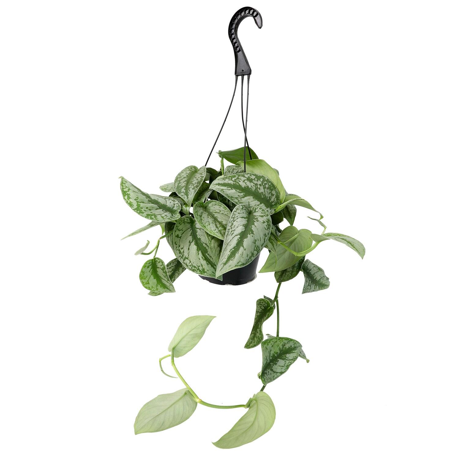 6 in. Satin Pothos Hanging Basket (Scindapsus Pictus)