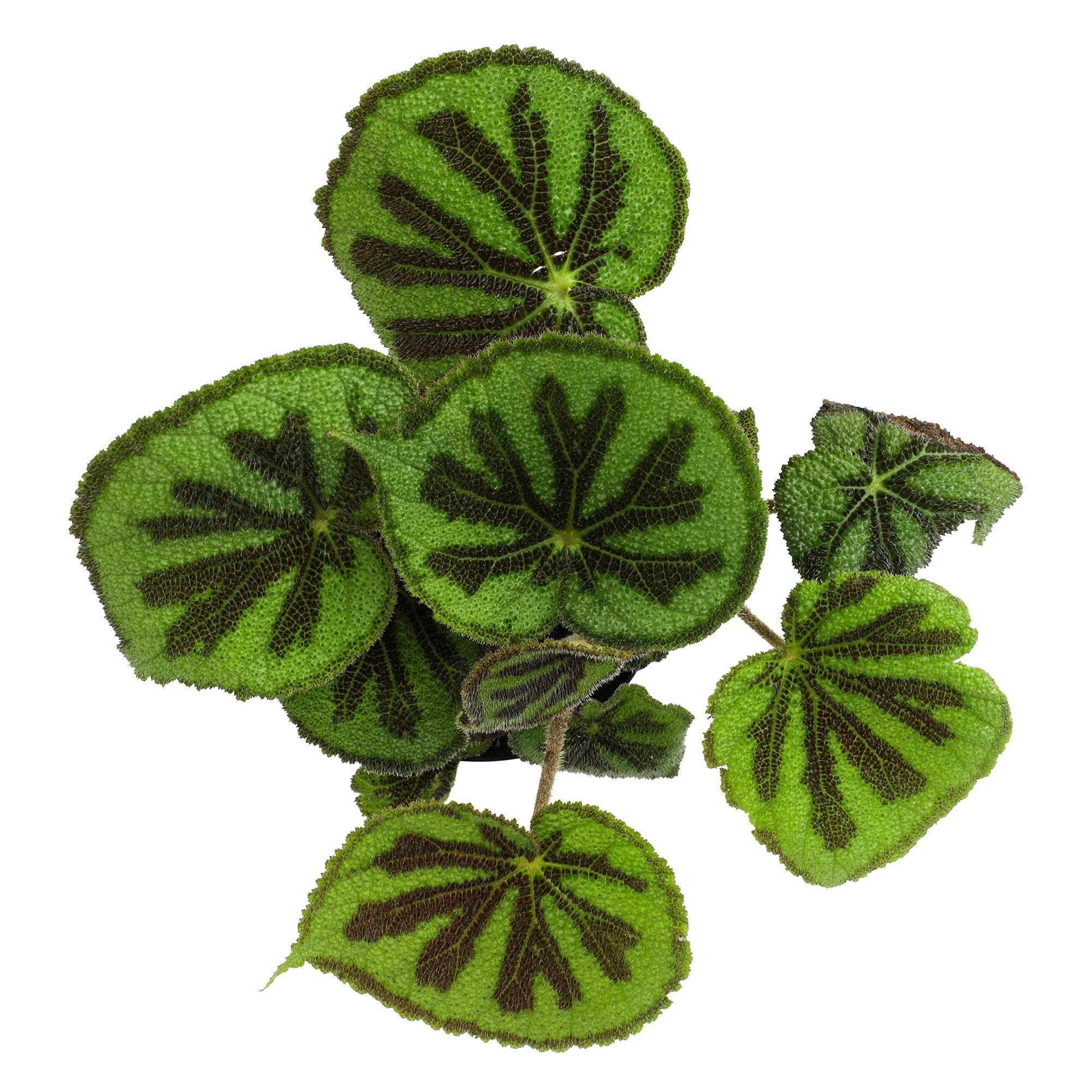 'Rock' Begonia Iron Cross Houseplant | 6in. Pot; Filtered Sun | Element Exotics by Altman Plants