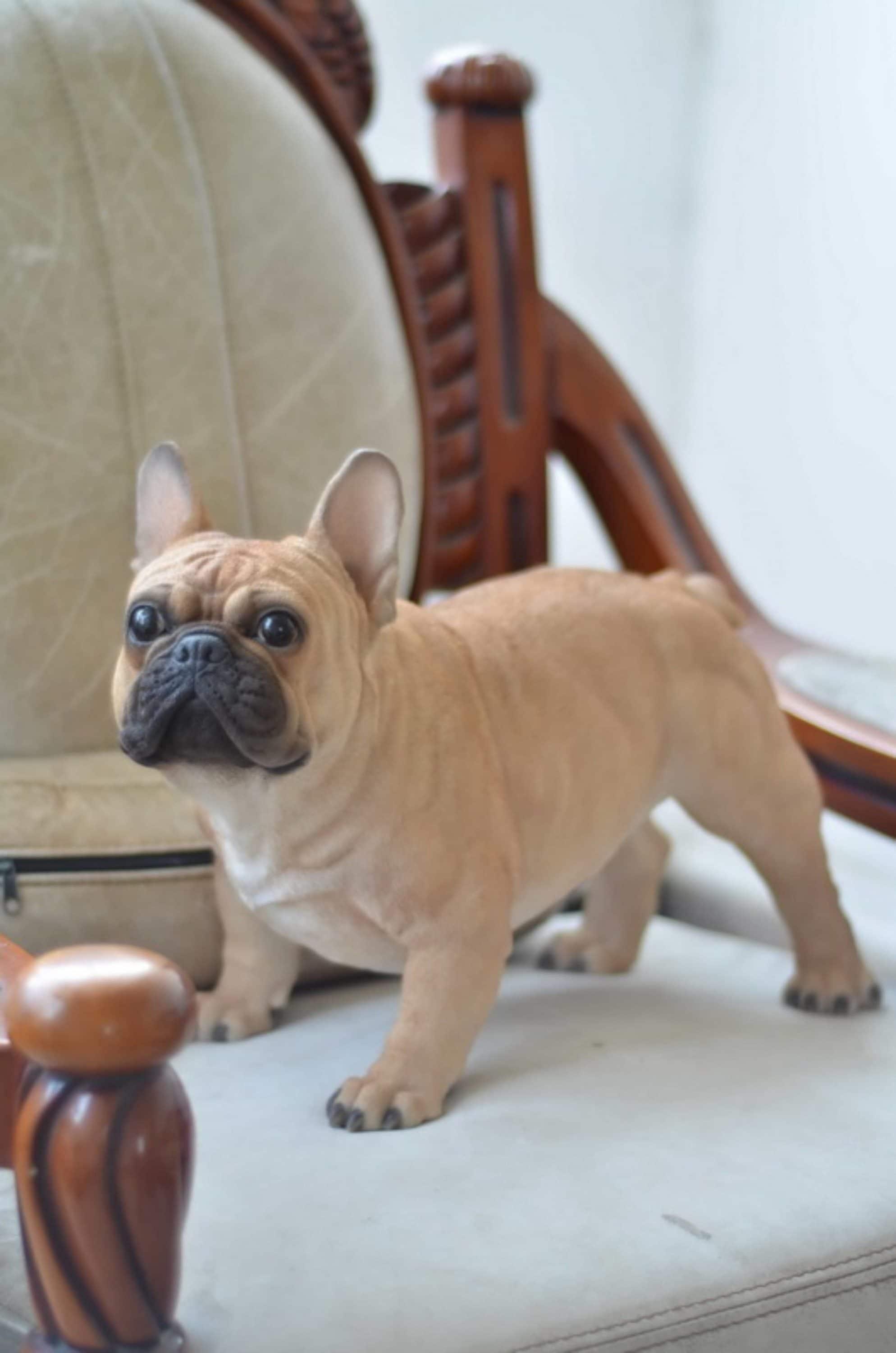 Hi-Line Gift Ltd. Dog French Bulldog Statue