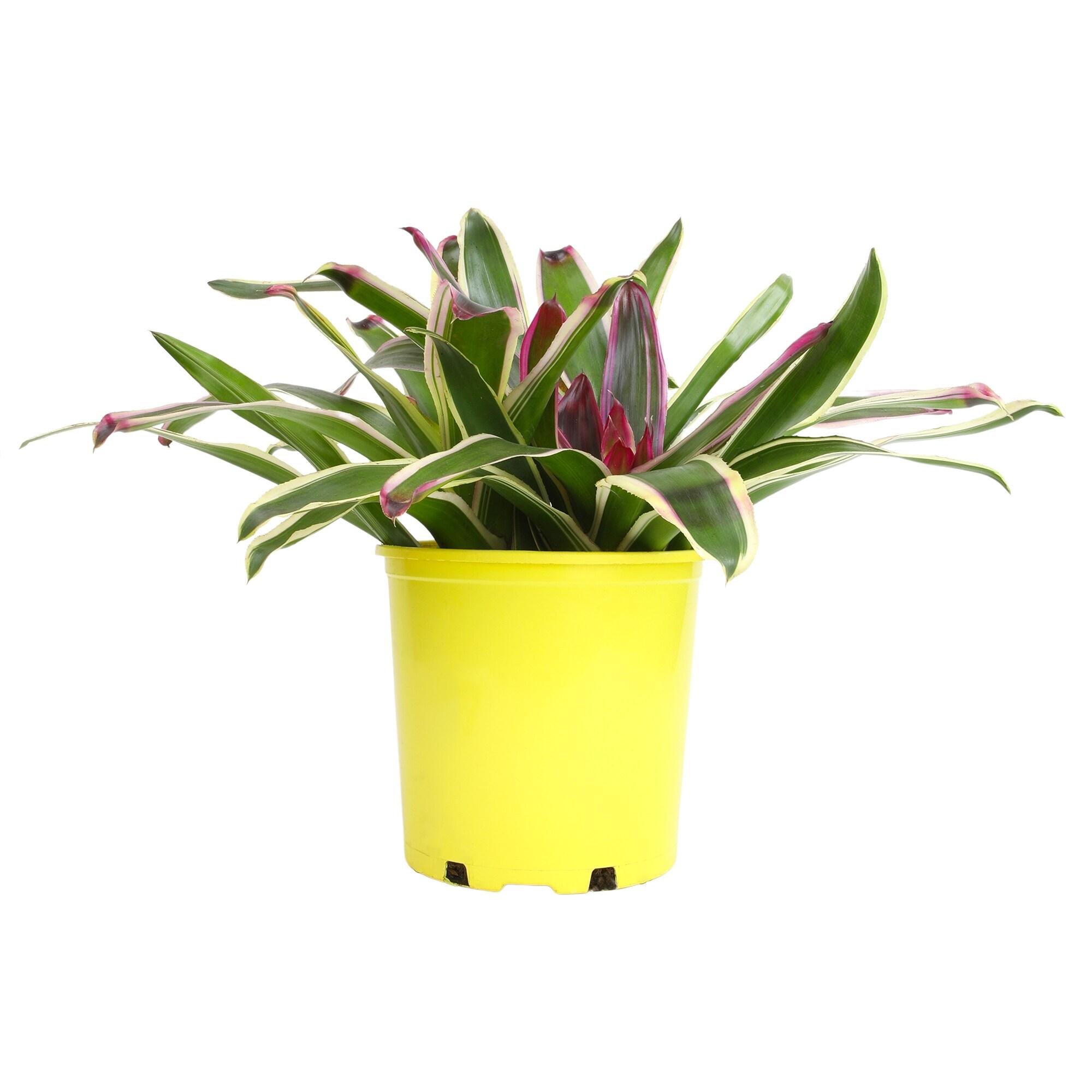 Altman Plants Neoregelia Rafael | Bromeliad Houseplant & Perennial | 4qt. Grow Pot; Indirect Light
