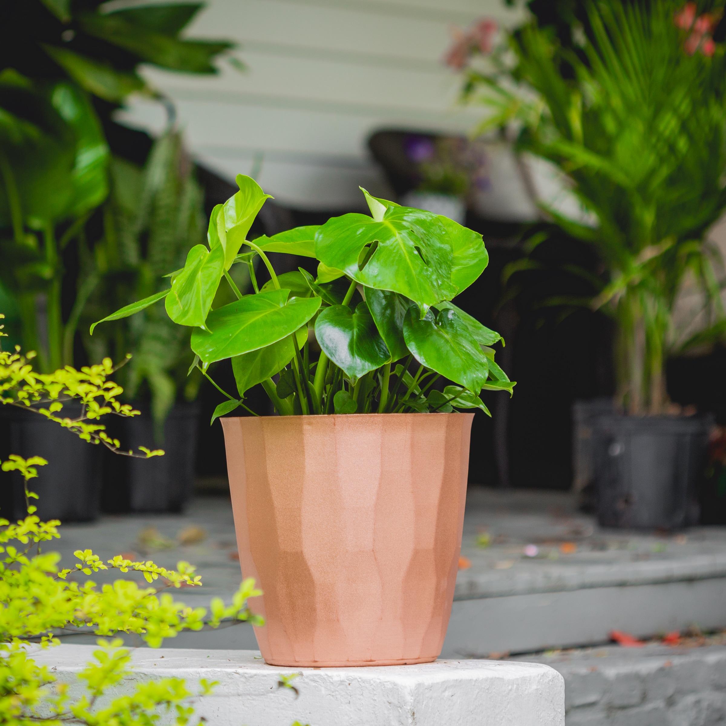 10" Monstera Swiss Cheese Plant - National Plant Network