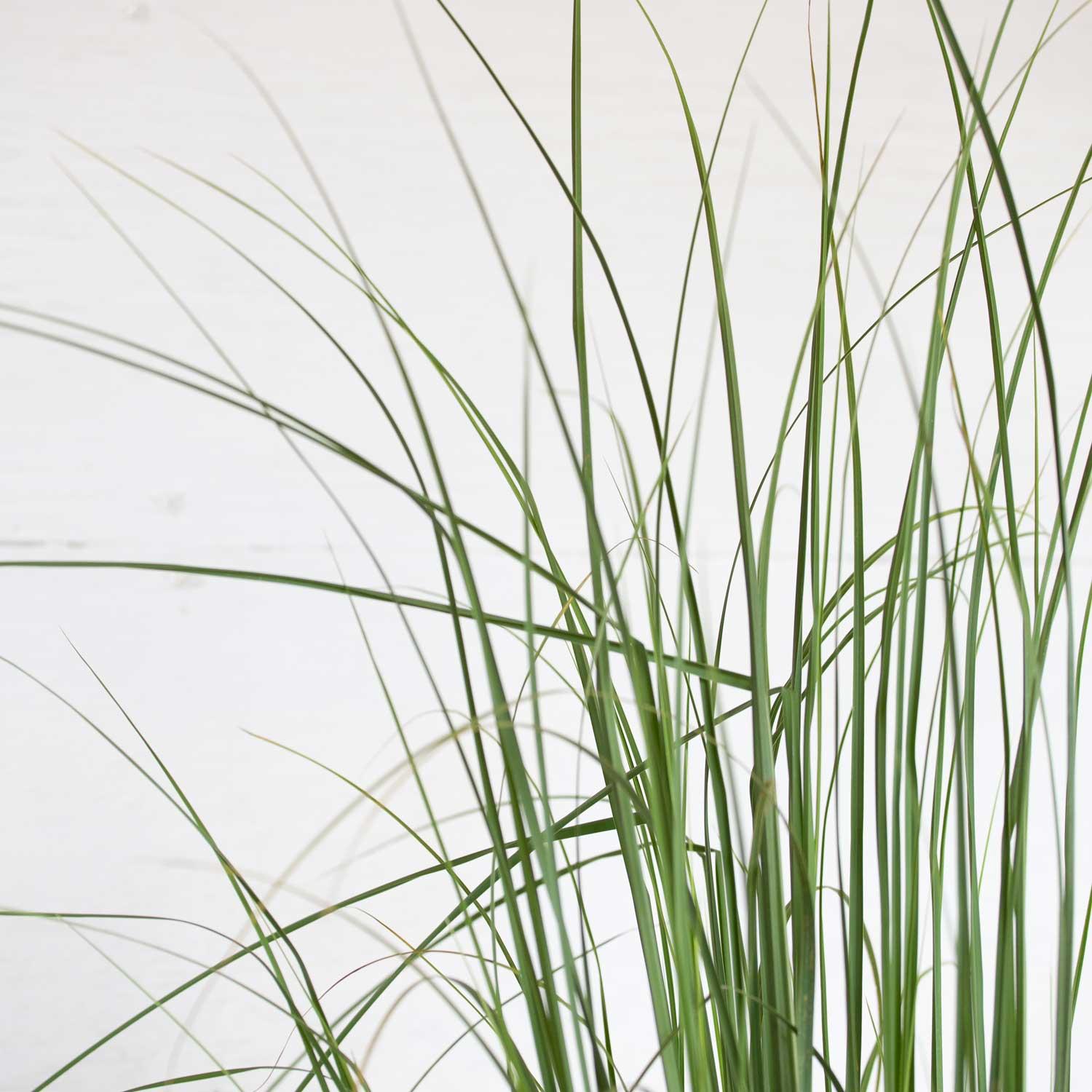 Plants by Mail 2.5 Quart Pampas Grass Live Plant