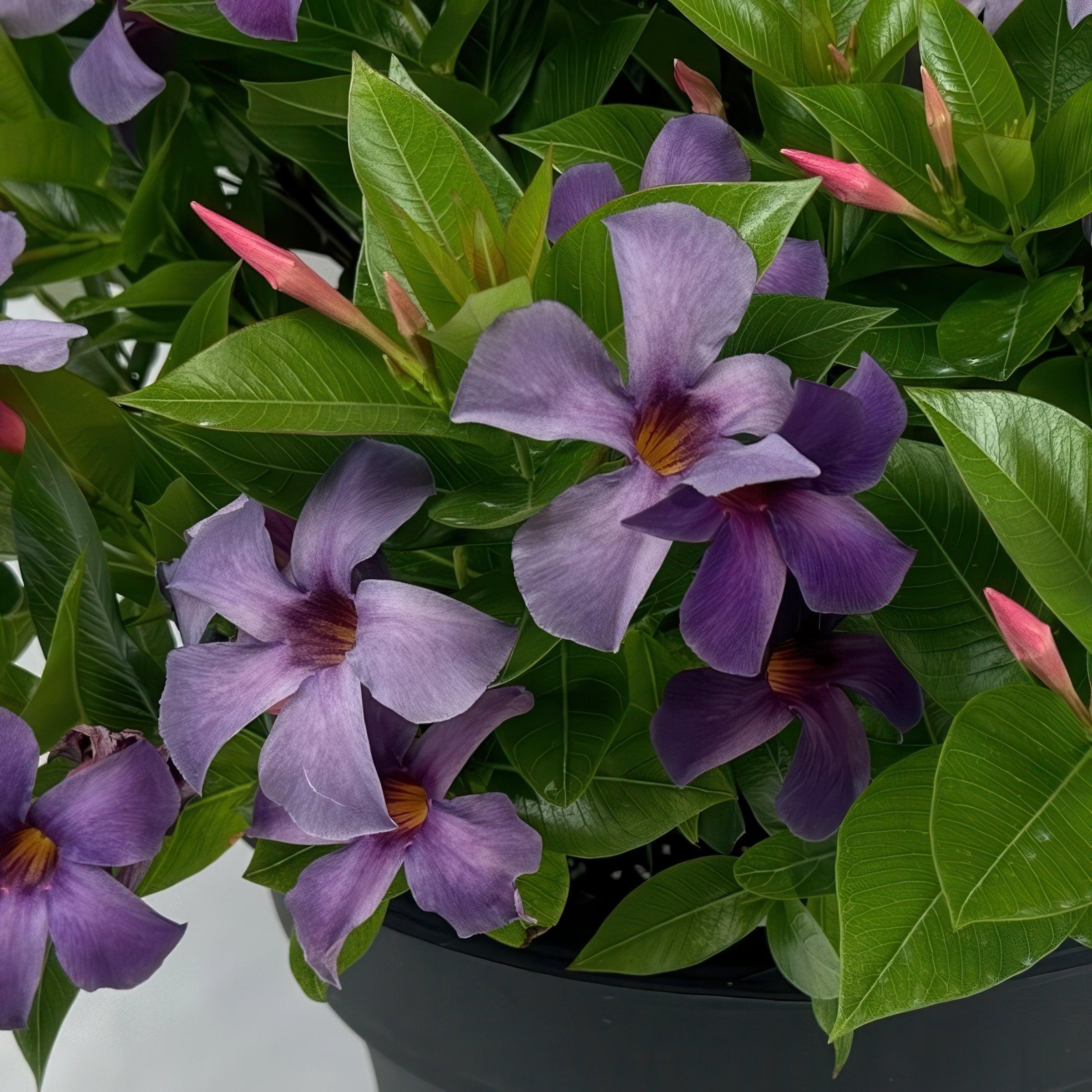 Blue Mandevilla Bluephoria Summer 4-inch Pot 3-Pack