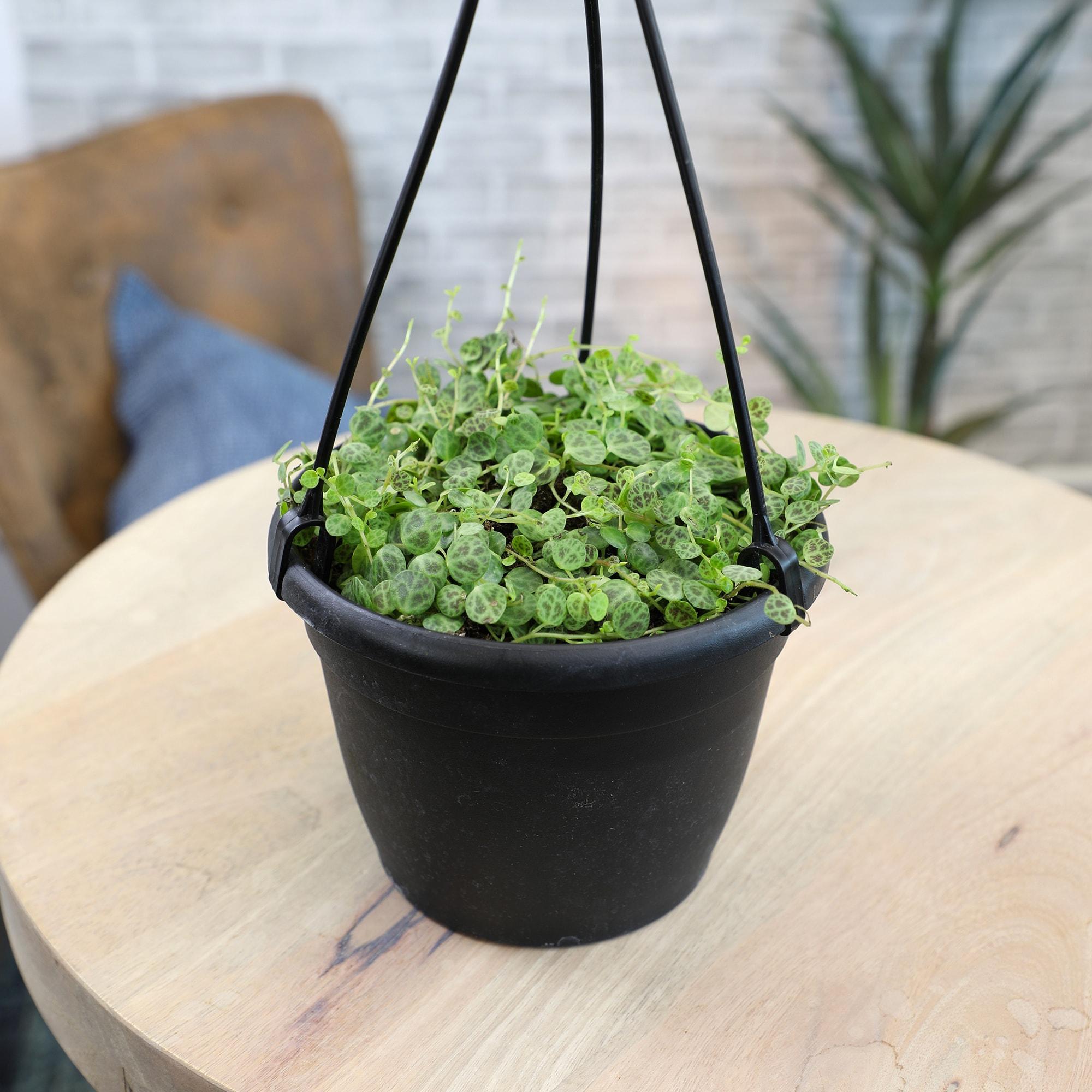 String of Turtles Peperomia, Pet Friendly | 6" Hanging Pot | Full Sun | Element by Altman Plants