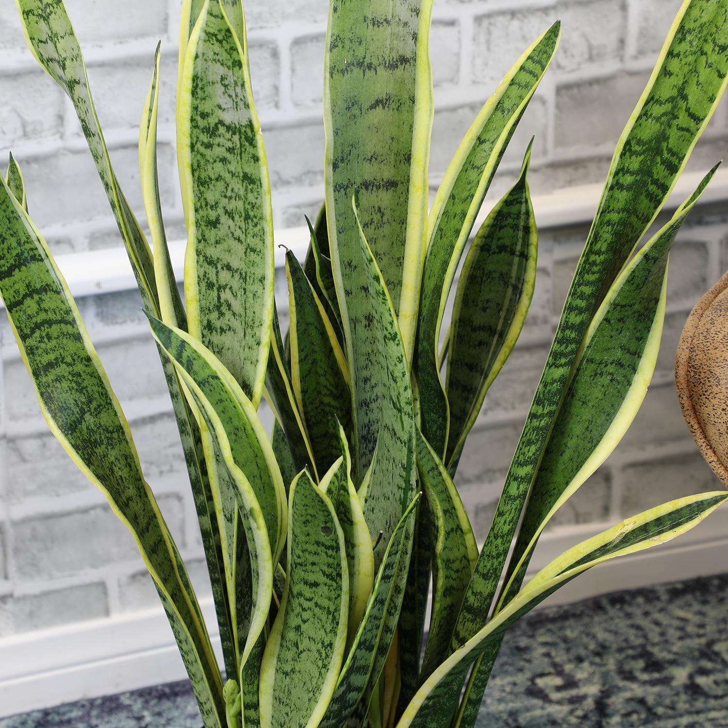 Striped and Variegated Live Snake Plant (Sansevieria Laurentii) Air Purifying Houseplant in 4.25 in. Grower Pot
