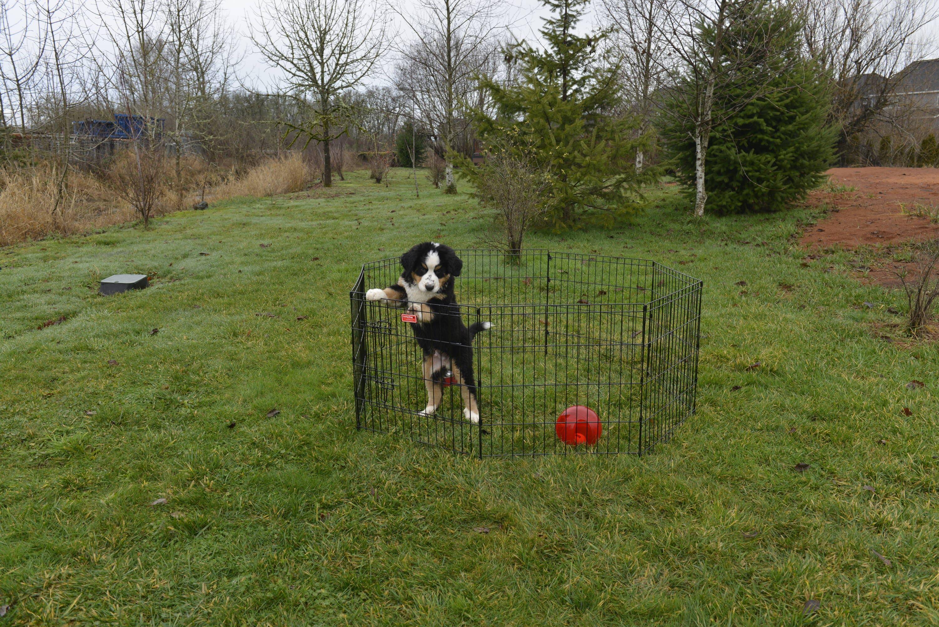 Foldable Metal Exercise Pet Play Pen for Dogs, Chickens, Rabbits and more