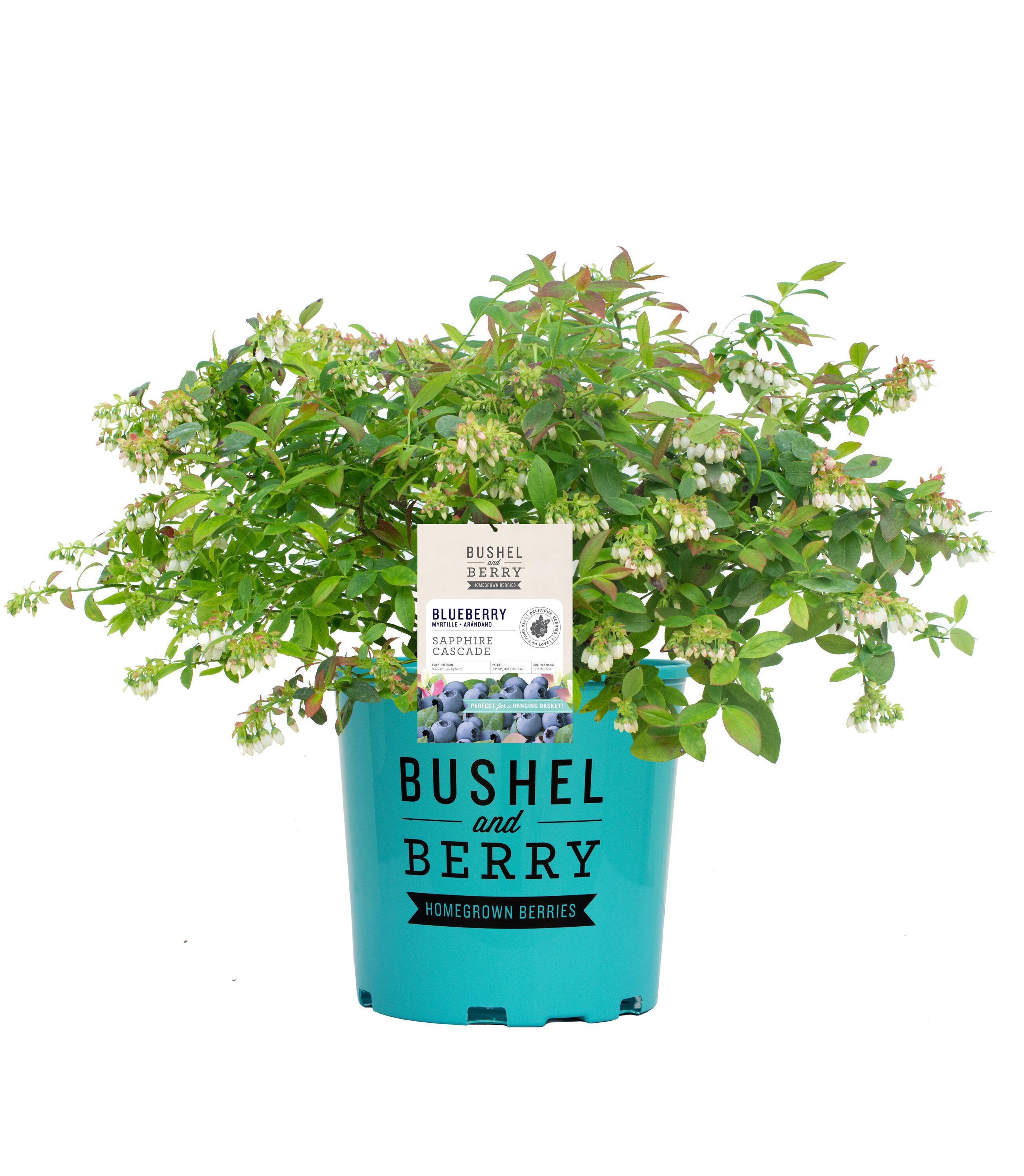 Sapphire Cascade Blueberry Plant with Lush Green Foliage