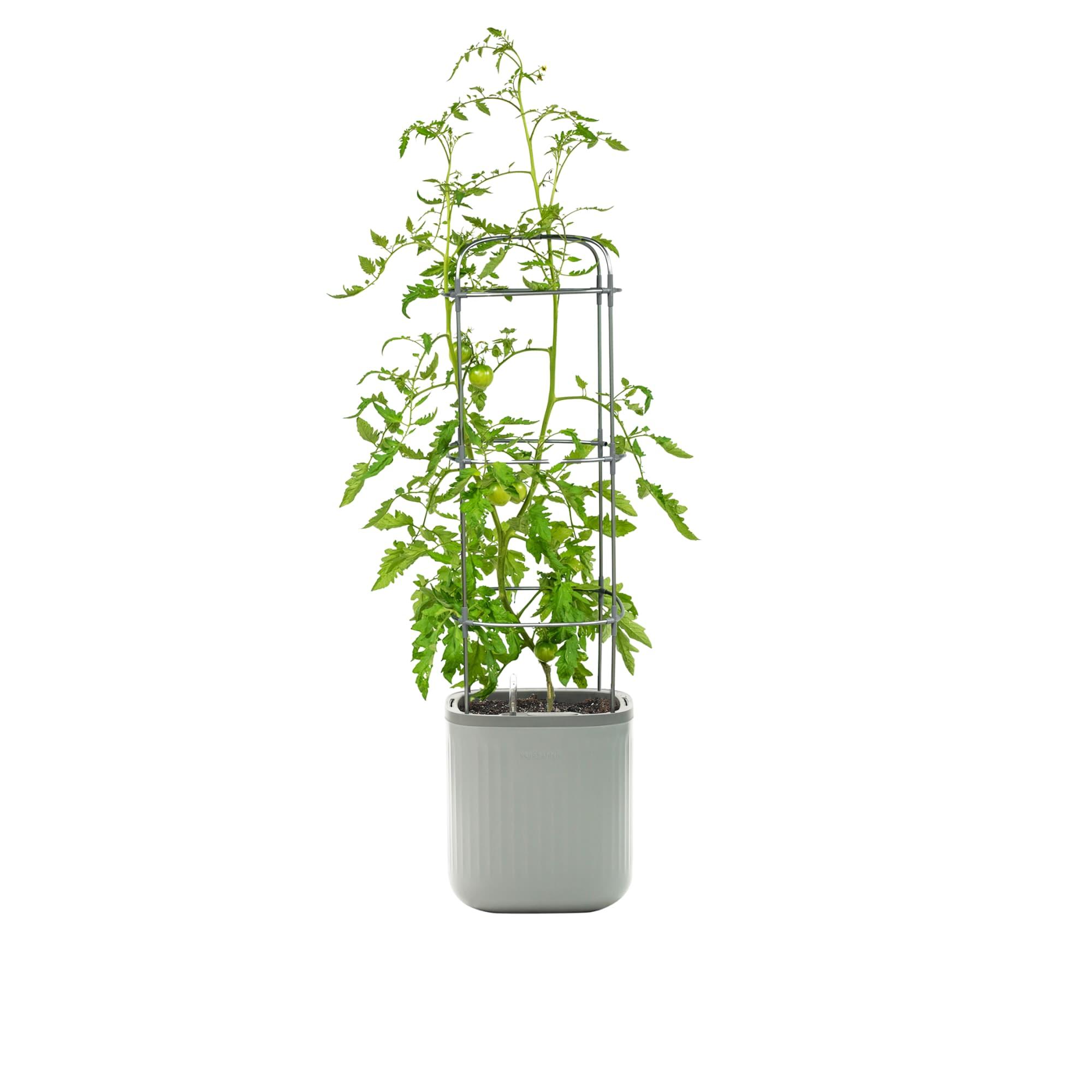 Vego Garden Mini Tomato Plastic Outdoor Pot Planter with Trellis