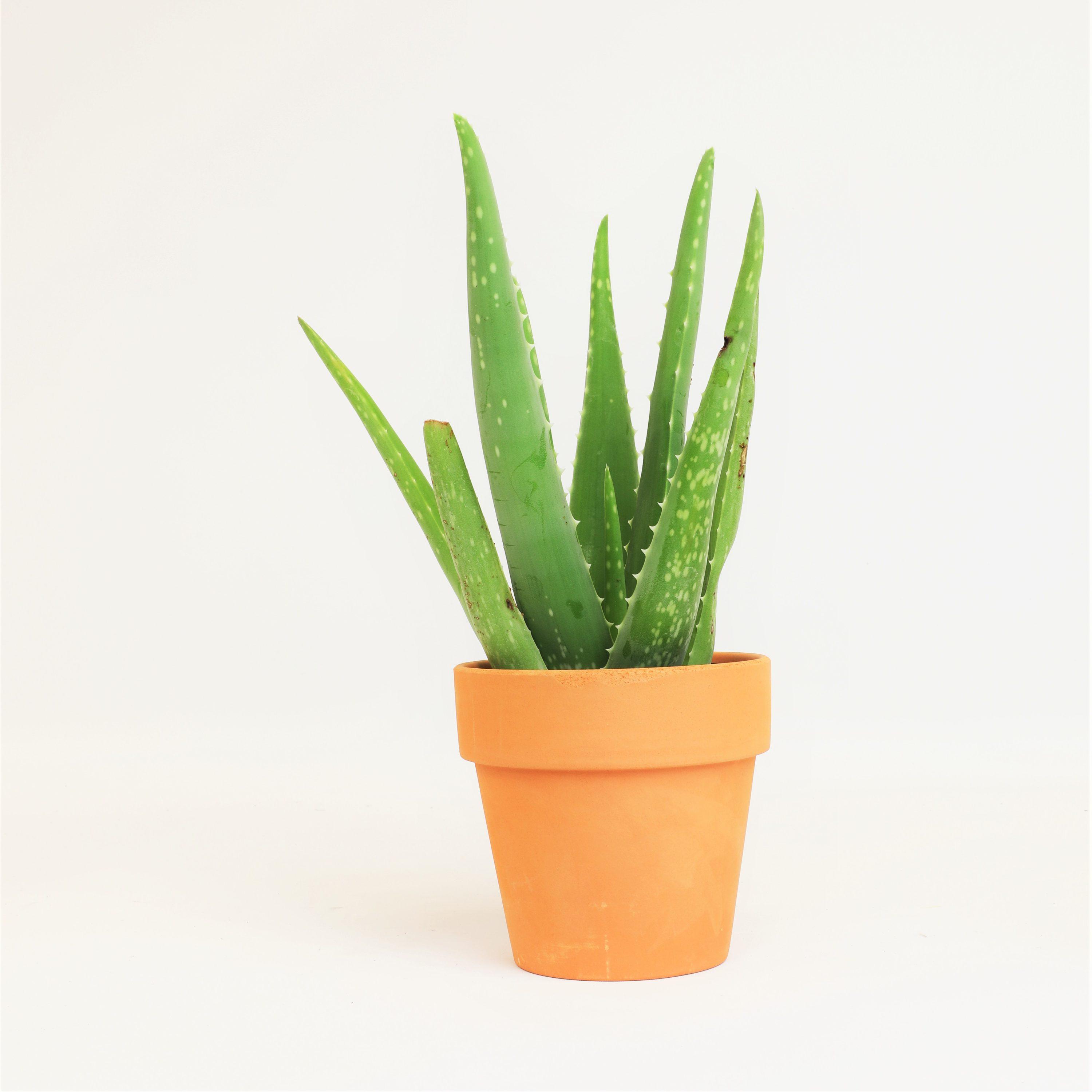 Small Aloe Vera Succulent in Terracotta Pot