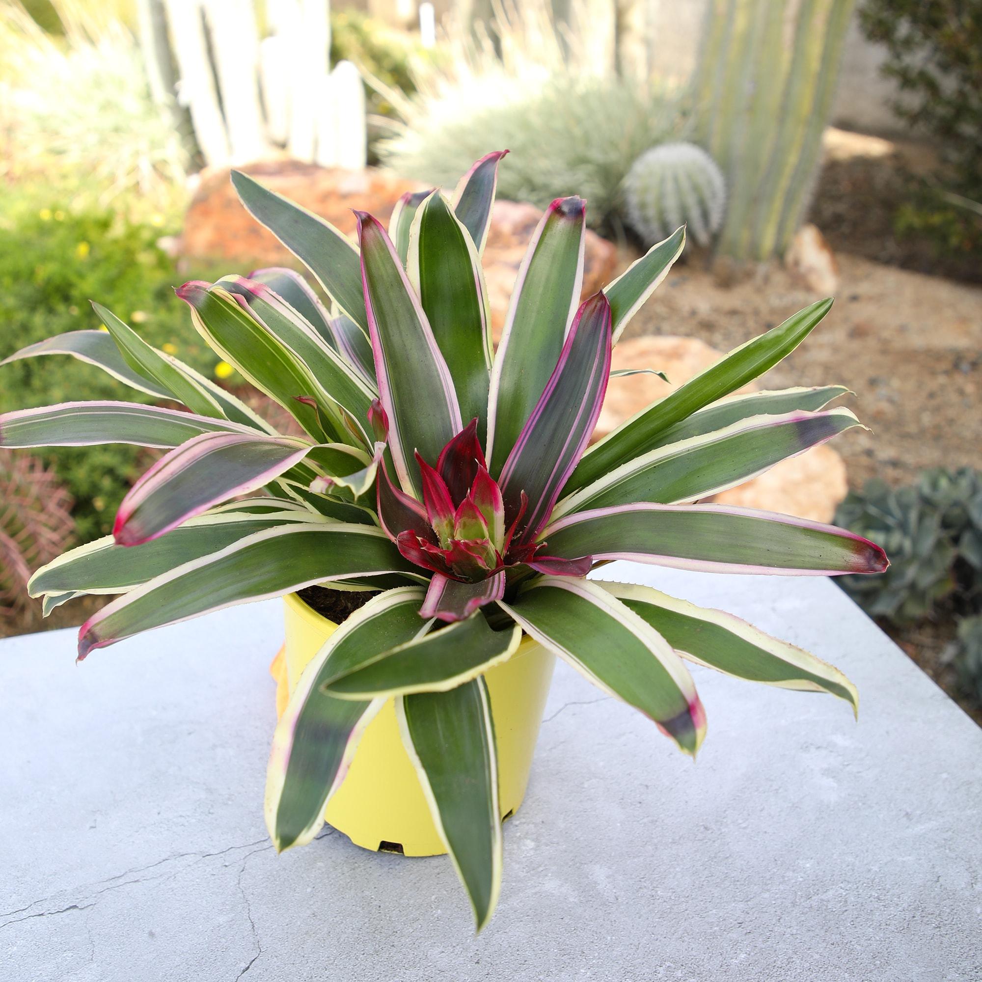 Altman Plants Neoregelia Rafael | Bromeliad Houseplant & Perennial | 4qt. Grow Pot; Indirect Light