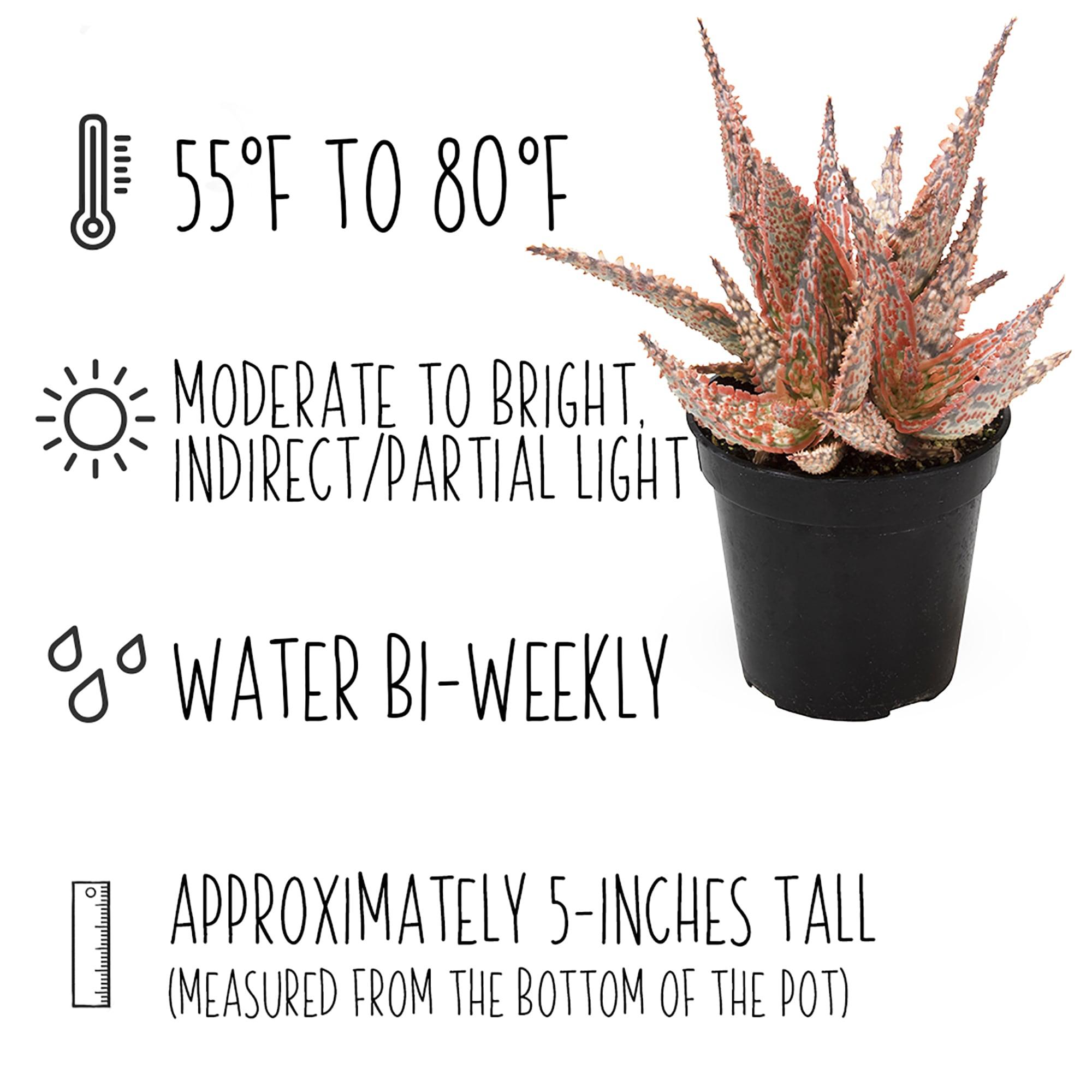 Altman Plants Colorful Star Aloe | Unique Houseplant Gift | 3.5 in Pot | Easy Plant Care | Full Sun