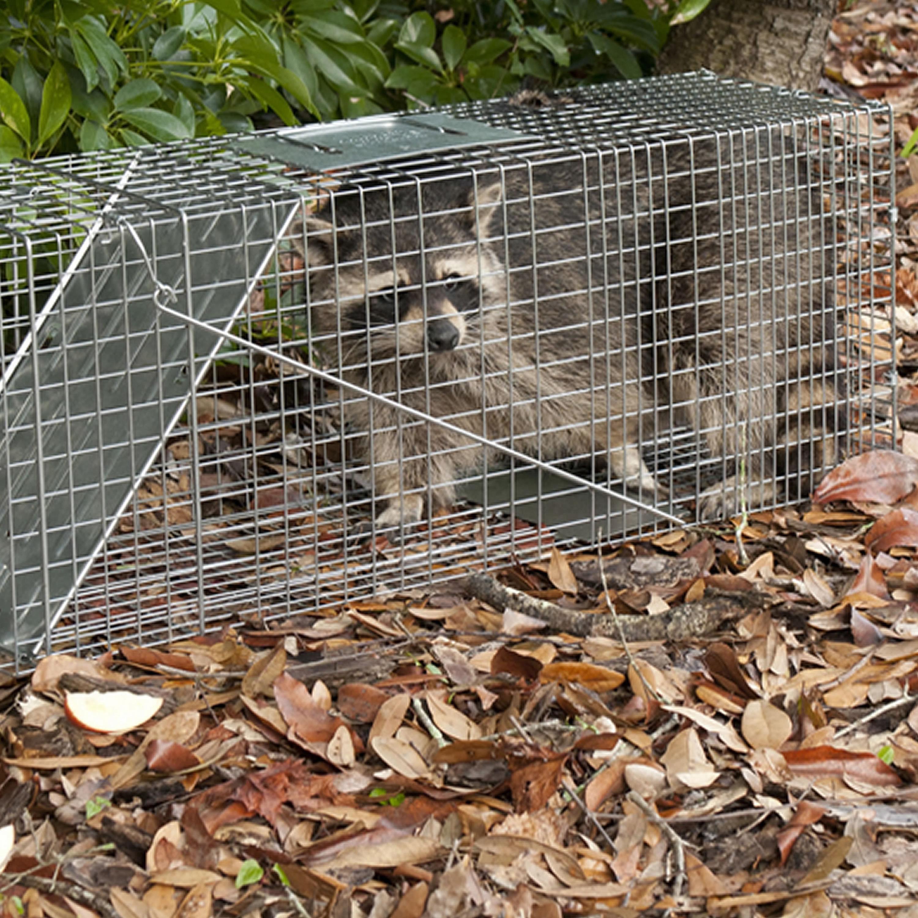 Havahart Large 1-Door Animal Trap