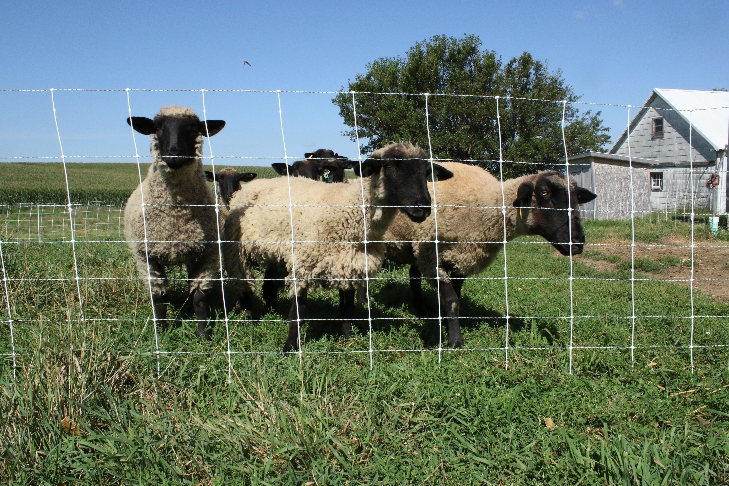 35" x 164' White and Blue Electric Fence Netting